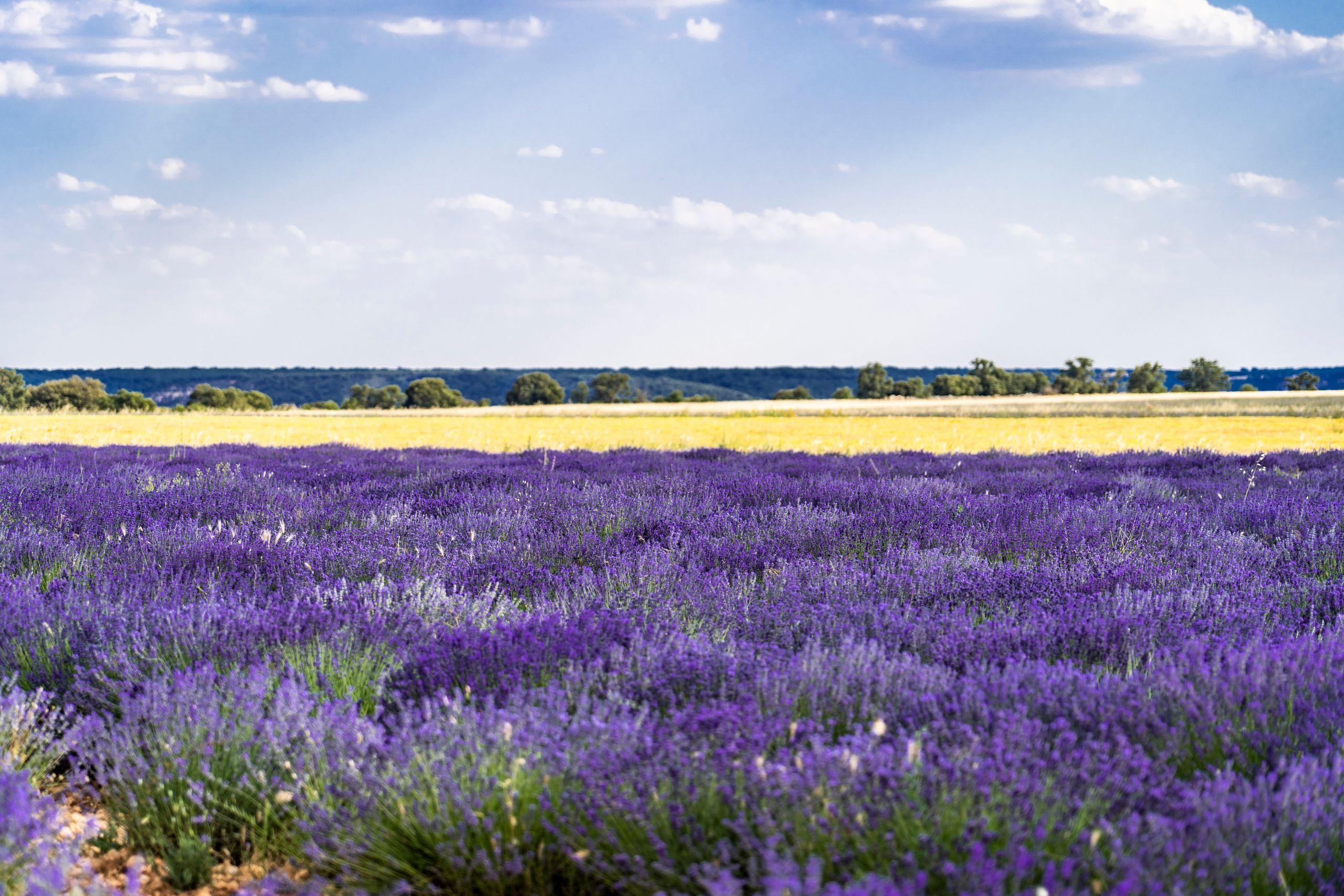 A bright lavender field meeting a golden wheat field under a wide open blue sky