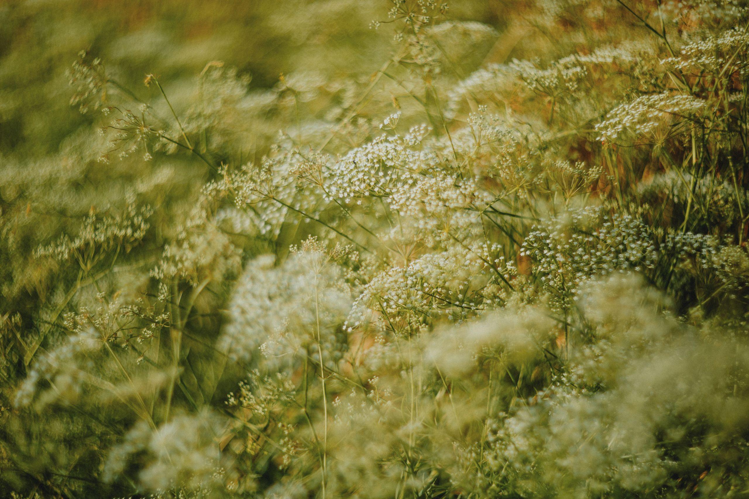 A lush wildflower meadow lit by warm summer sunlight
