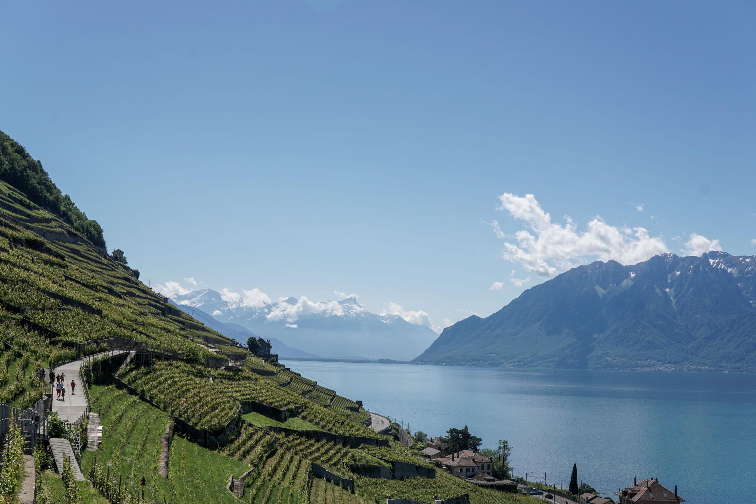Terraced vineyards dropping to the blue water of Lake Geneva, with the Alps rising on the far shore under a clear sky