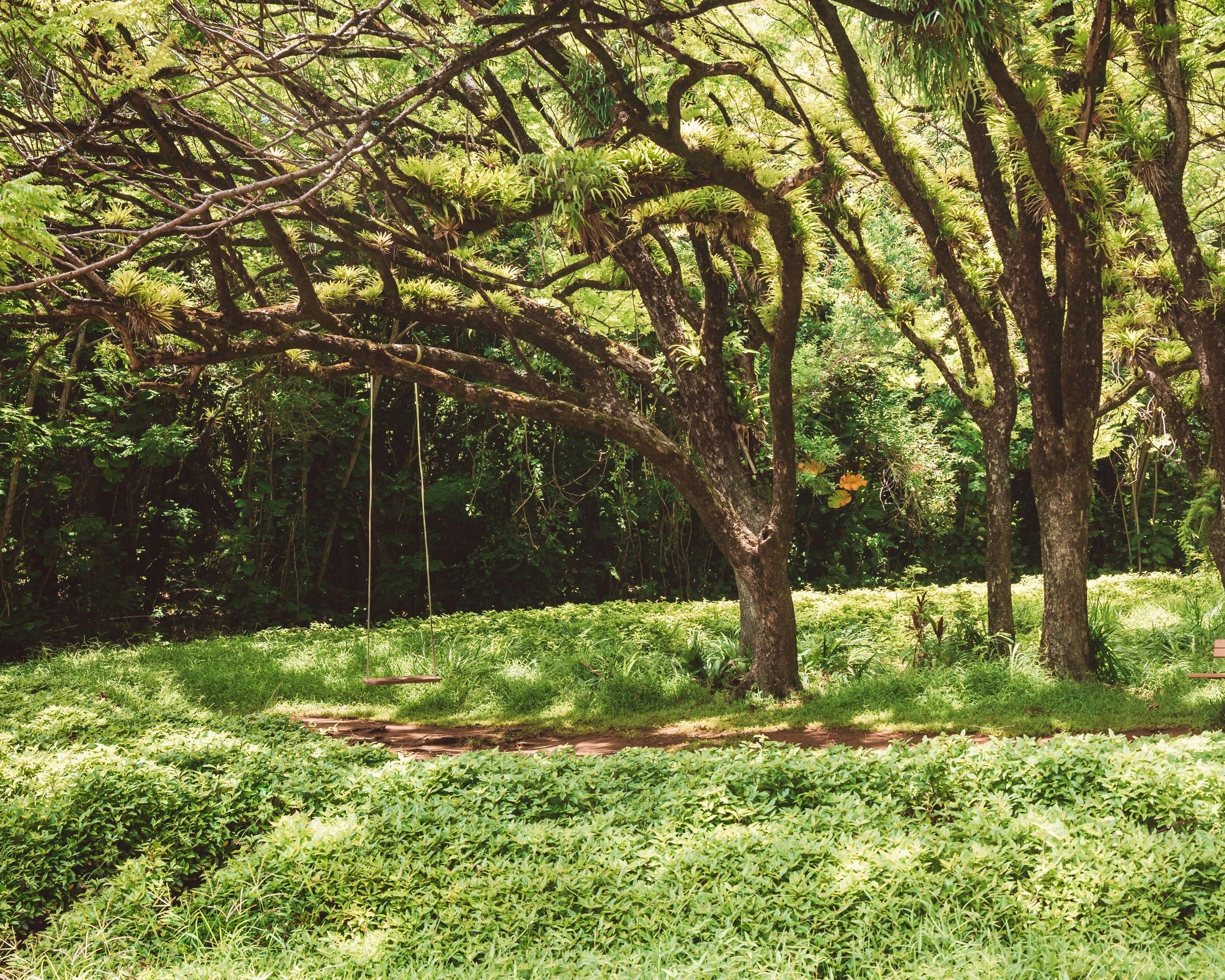 A rope swing hanging from a spreading tree over a green garden in dappled sun