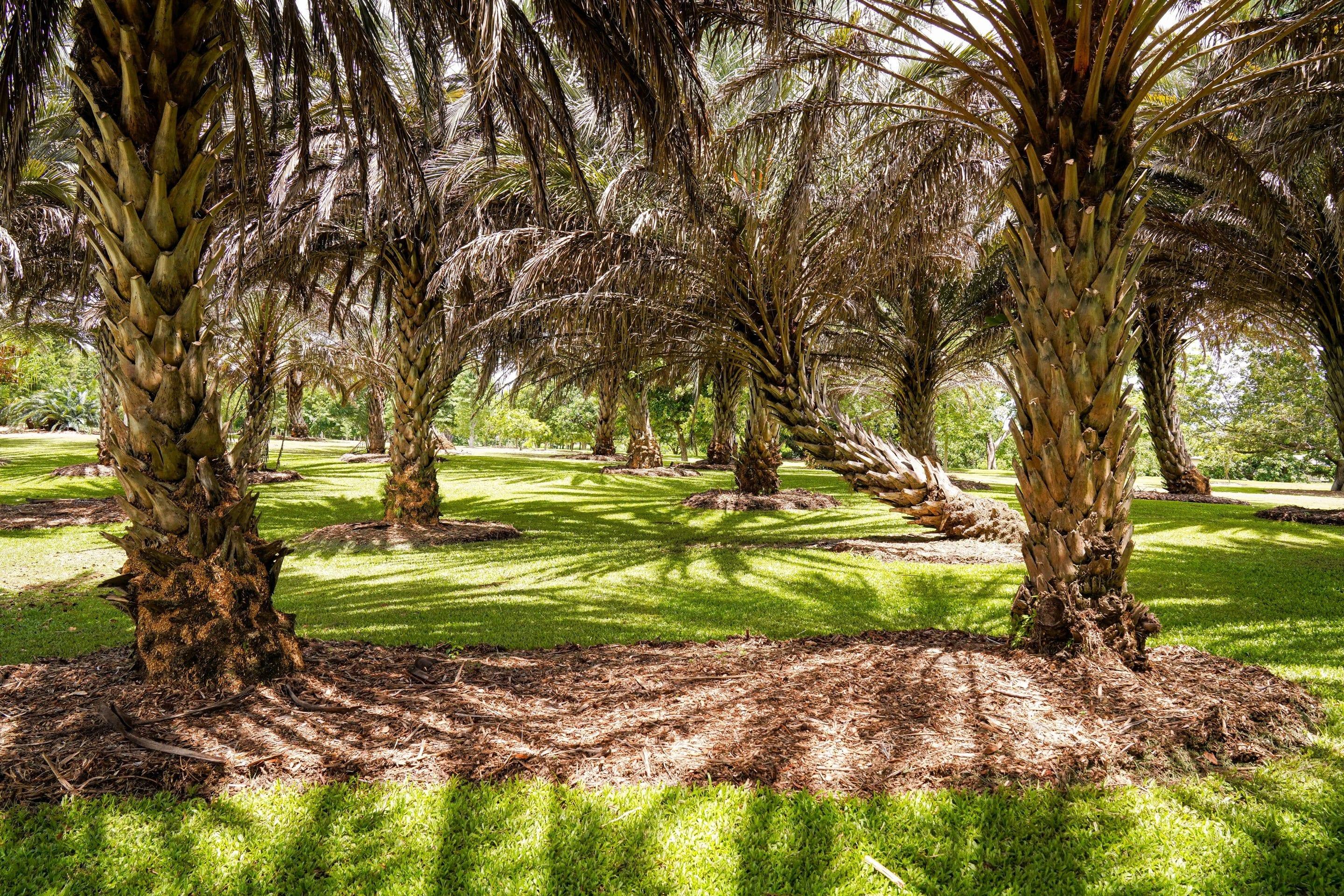 Palms spaced across bright green grass with their shadows falling between them