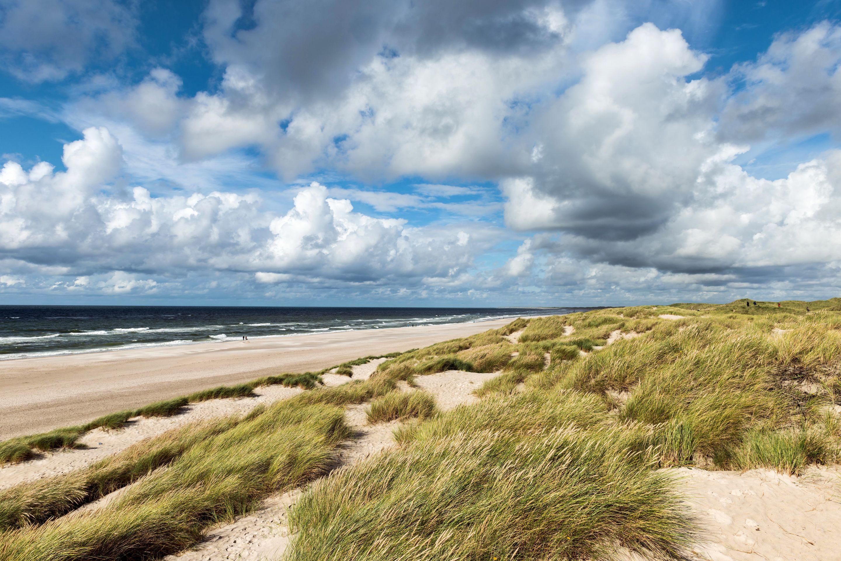 Marram grass on a dune above a pale curving beach and blue sea under a sky of white cumulus