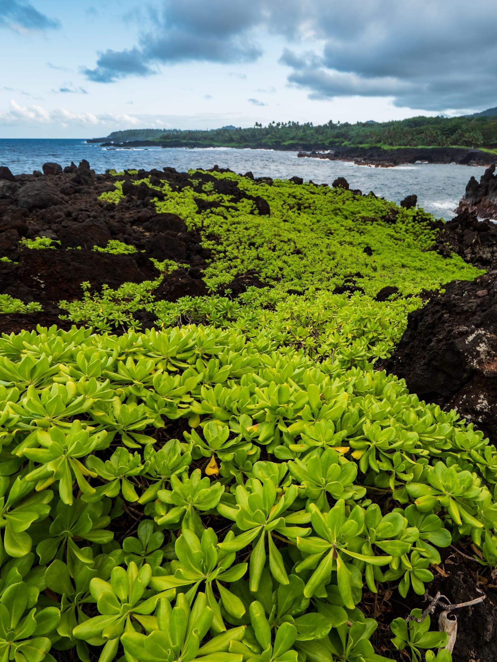 Bright green plants growing over lava rock on the Hana coast