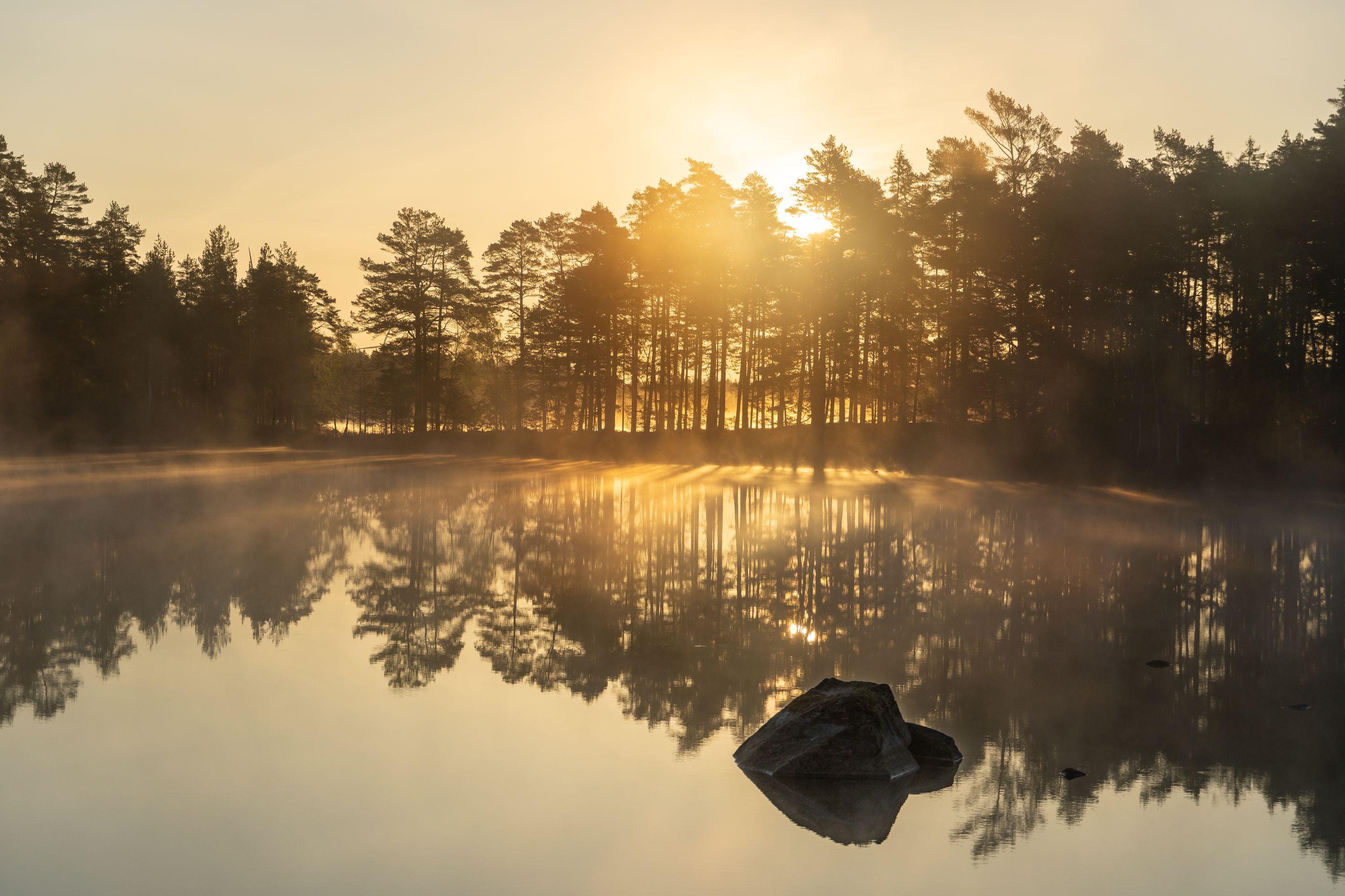 Sunlight breaking through pines over still lake water at dawn