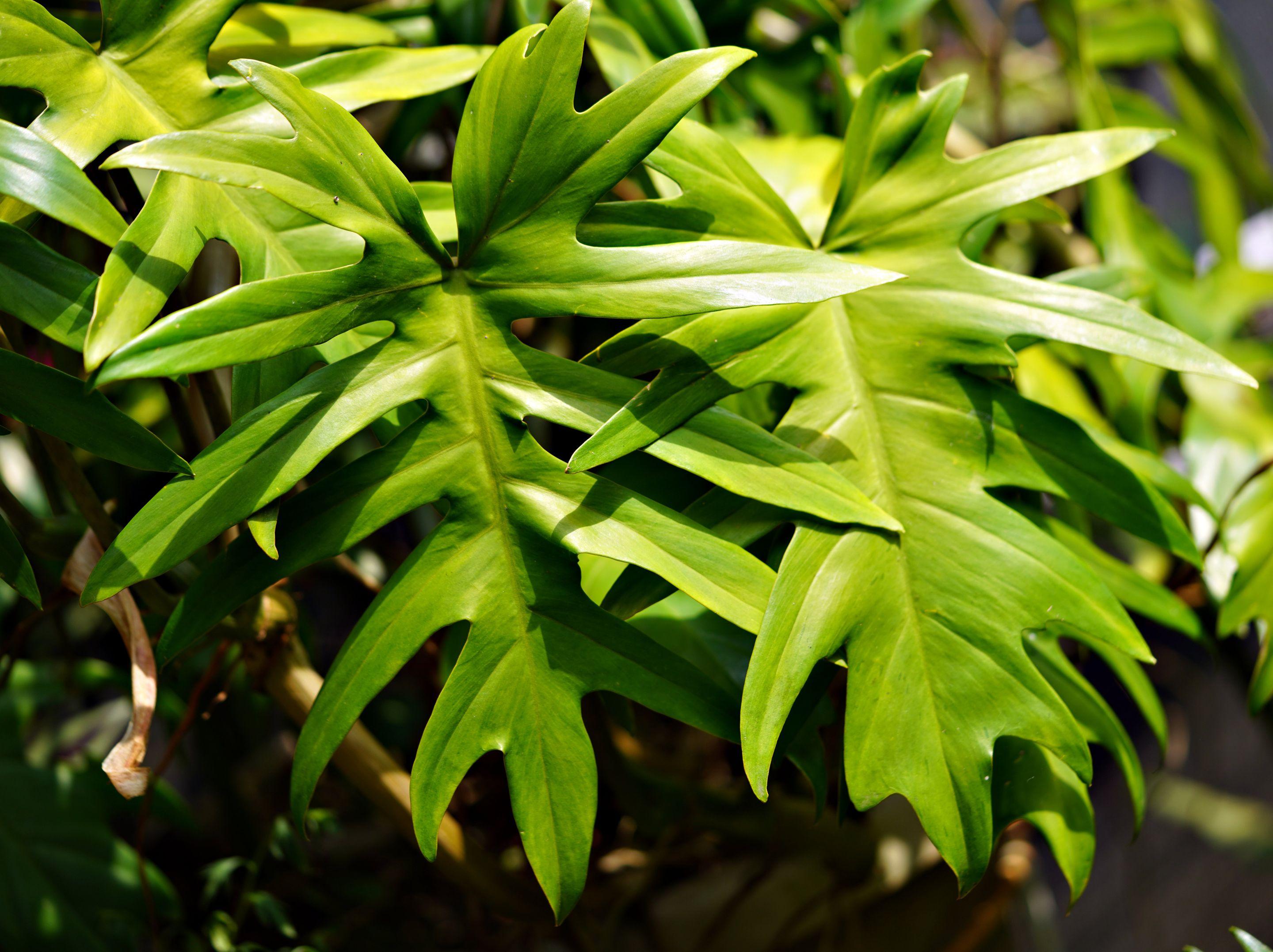 Bright yellow-green philodendron leaves lit by direct sun