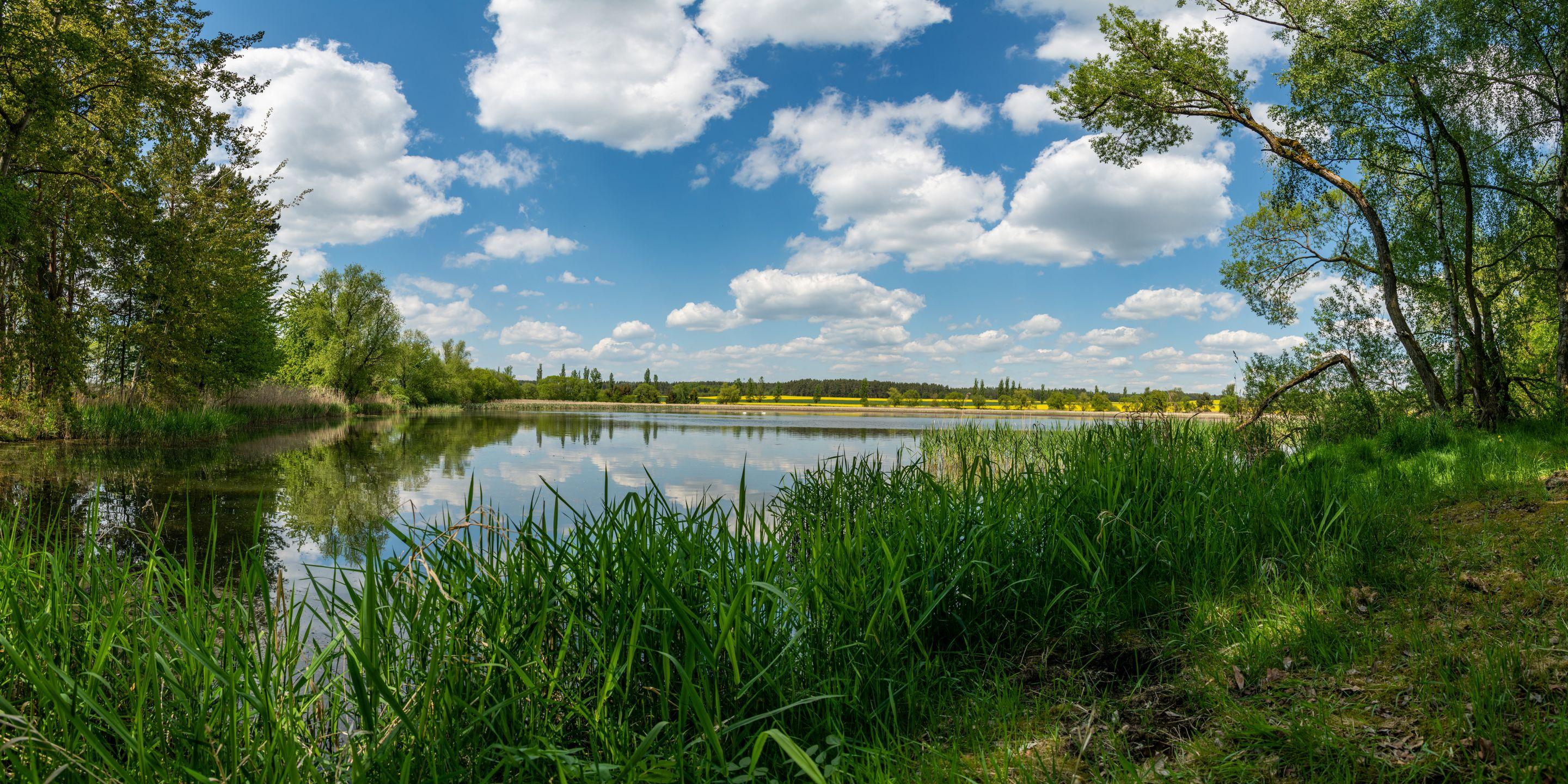 Green reeds along the edge of still water, trees on the far bank under a blue sky with white cloud