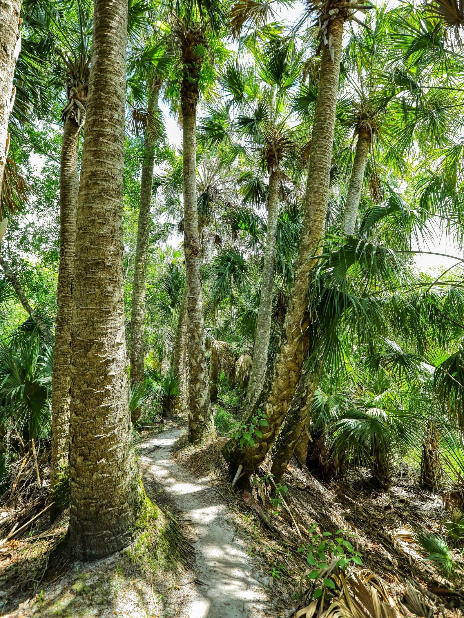 A sandy trail through a forest of tall palms