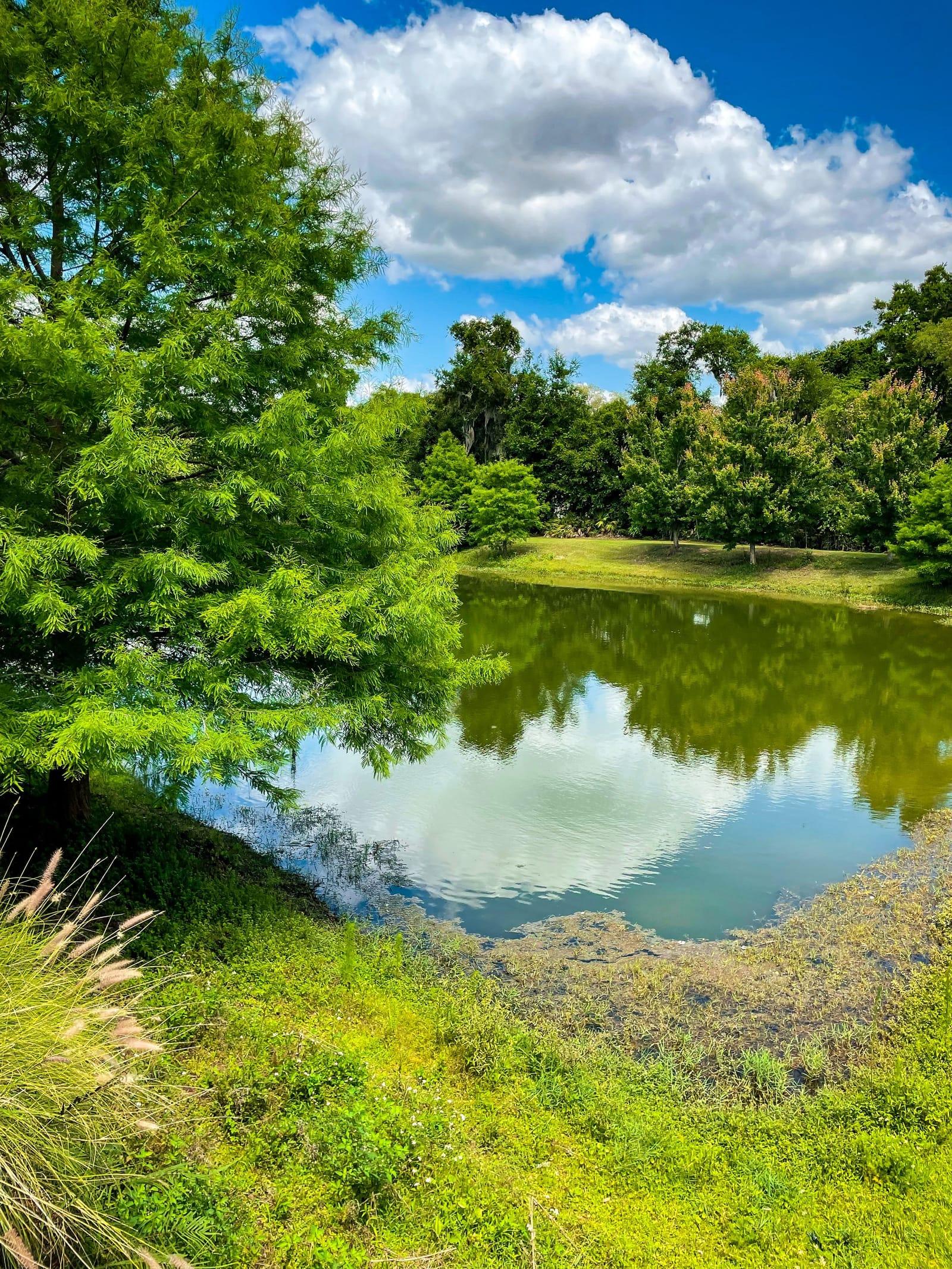 A still pond reflecting green trees and white clouds under a blue sky