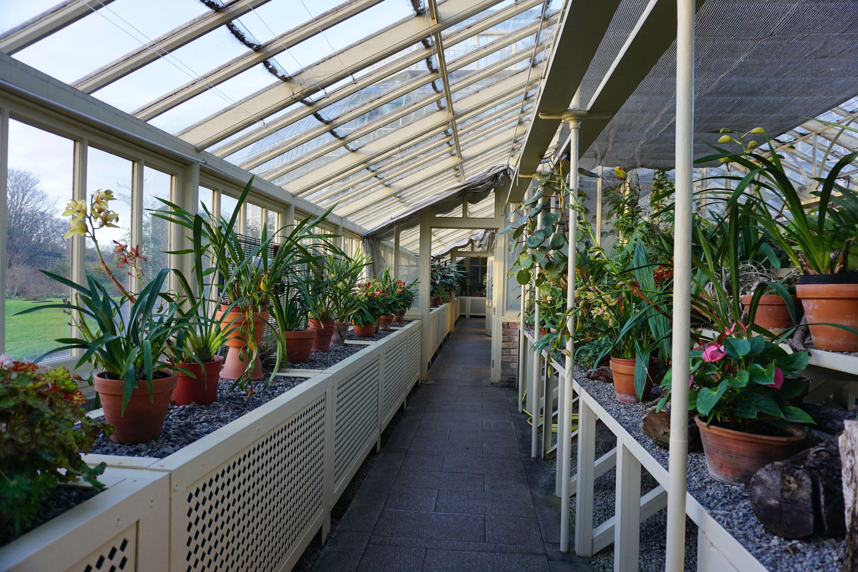 A long glasshouse walkway lined with potted orchids and ferns, daylight through the glass roof