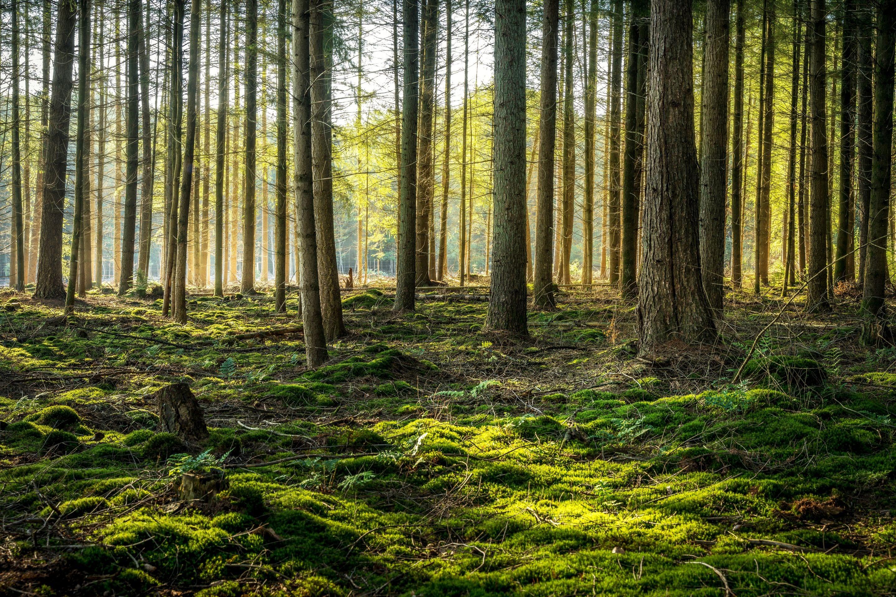 Sunlight falling across a green moss floor between the straight trunks of a wood