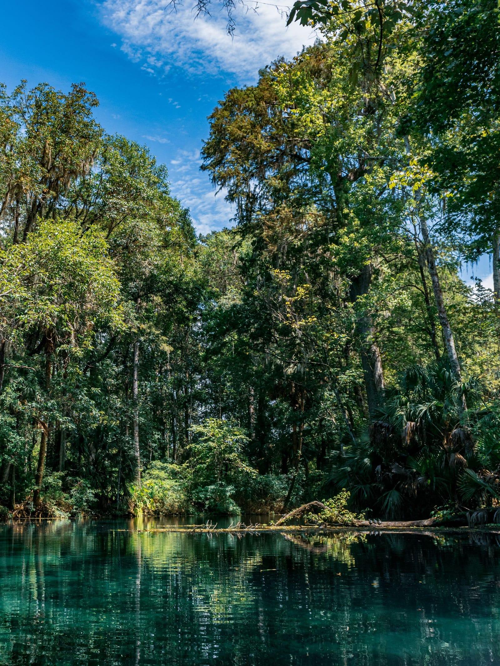 Turquoise spring water beneath a green forest at Silver Springs