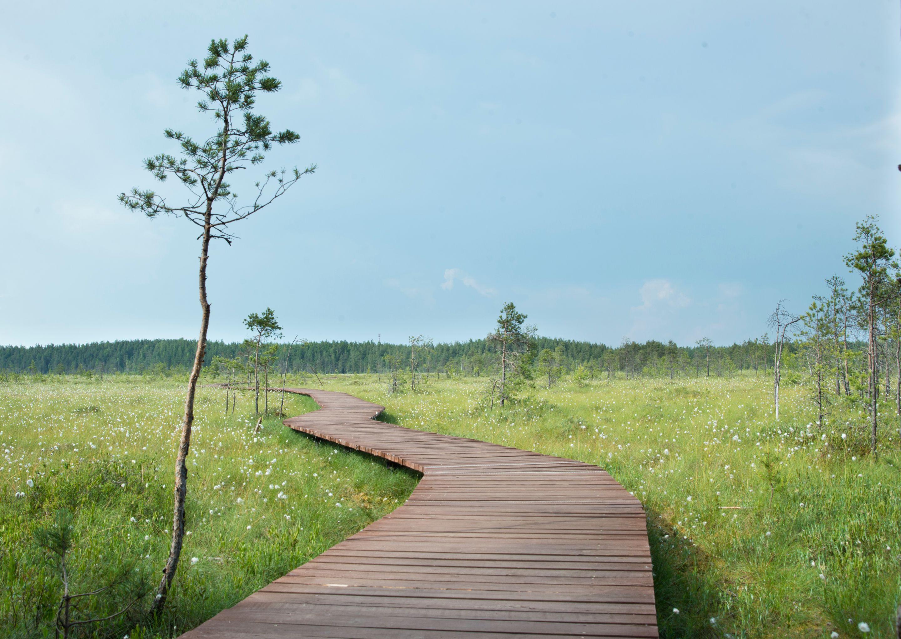 A wooden boardwalk winding through bright green marsh grass under a pale blue sky