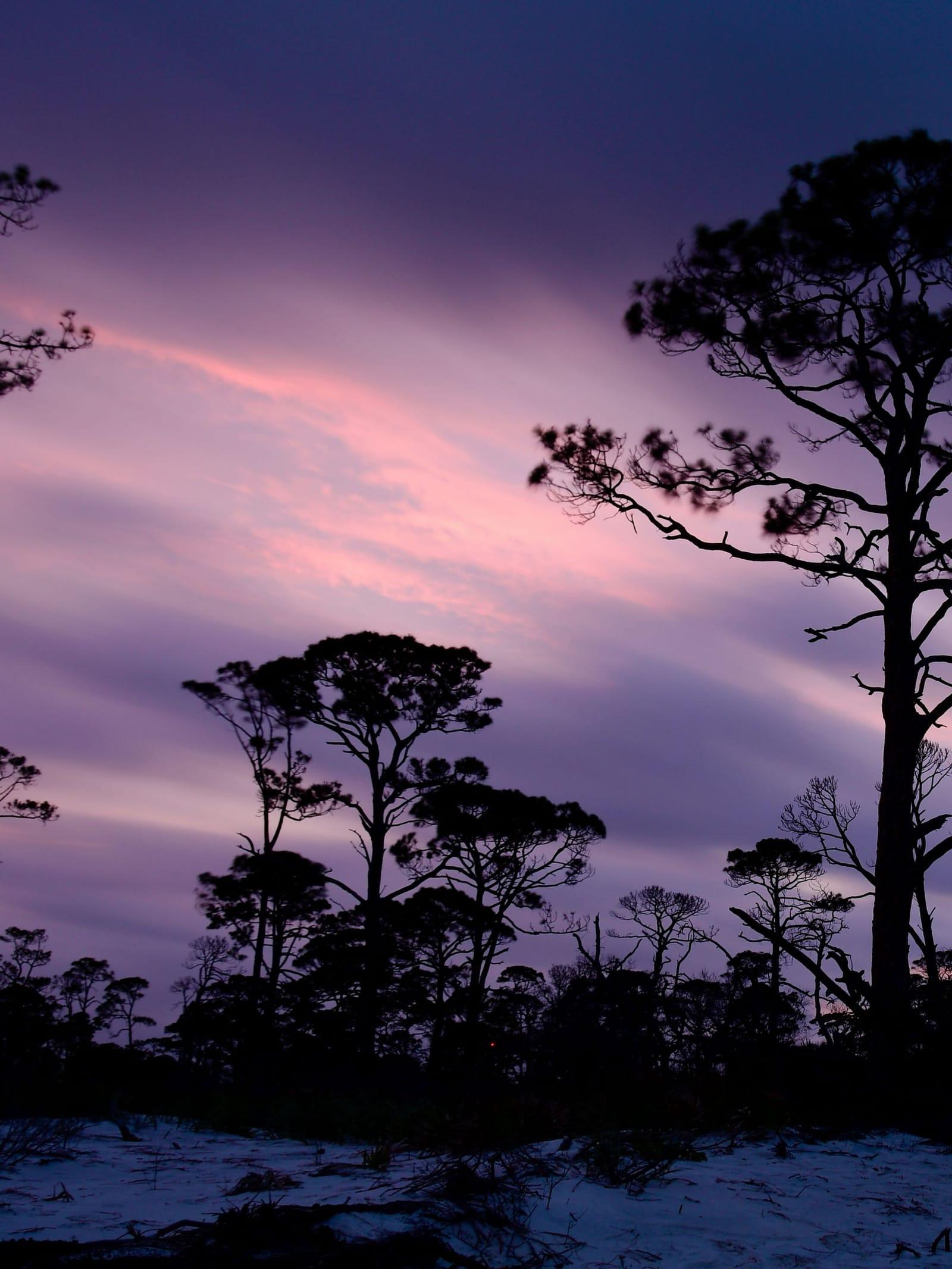 Pines silhouetted against a violet sunset sky