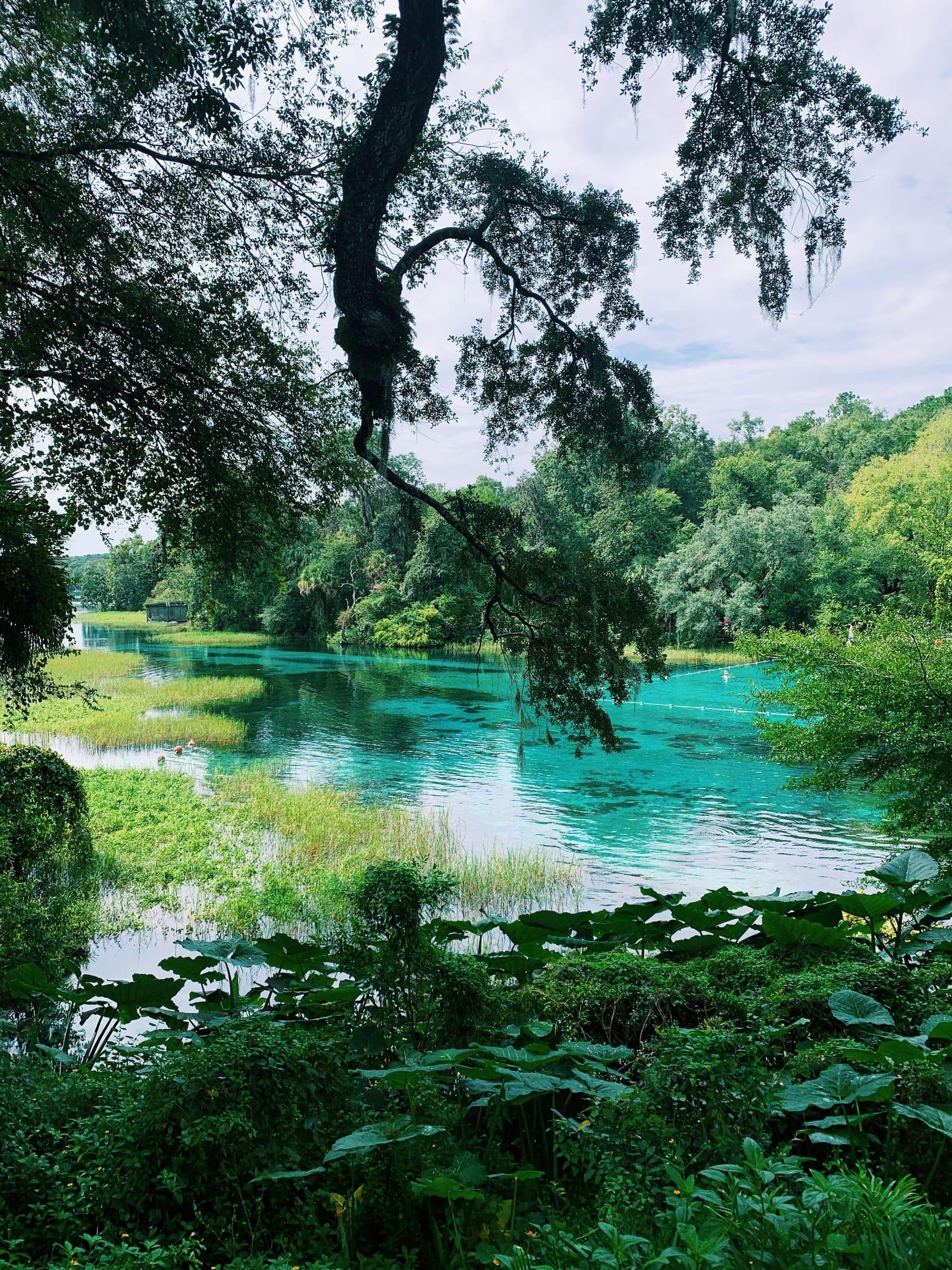 Clear turquoise water at Rainbow Springs, framed by overhanging trees