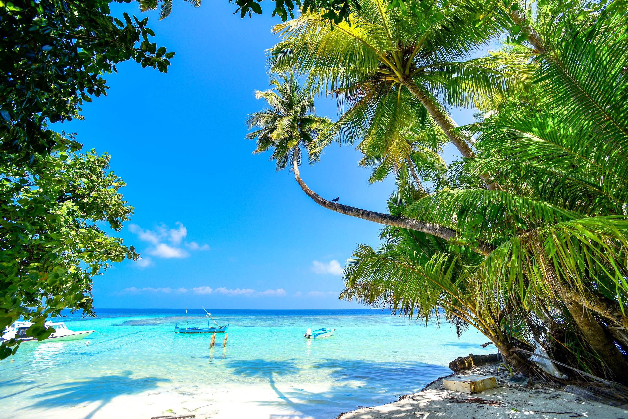 Palm trees leaning over bright turquoise ocean water under a clear blue sky