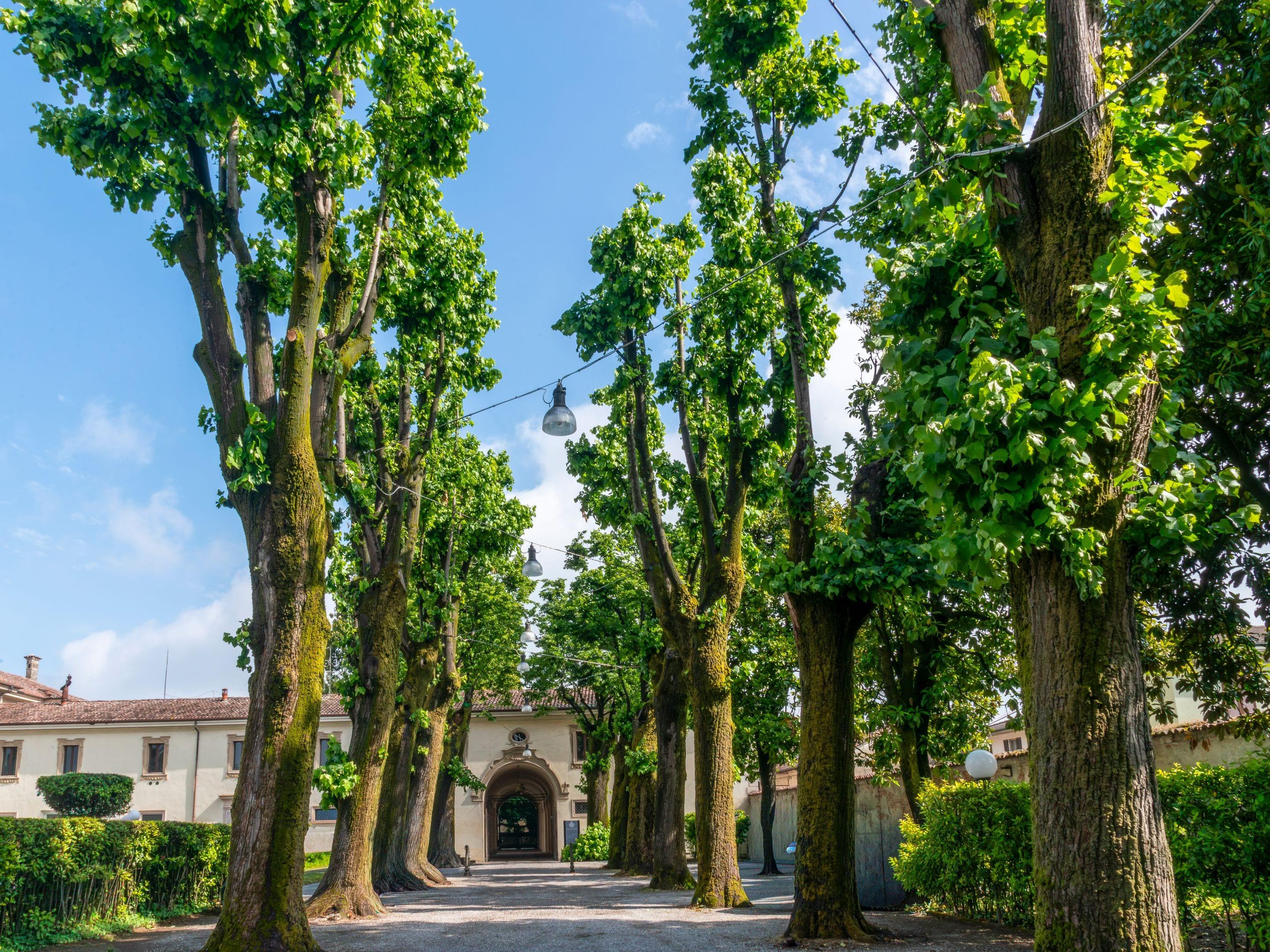 An avenue of tall plane trees along a drive, a pale villa at the end under a blue sky