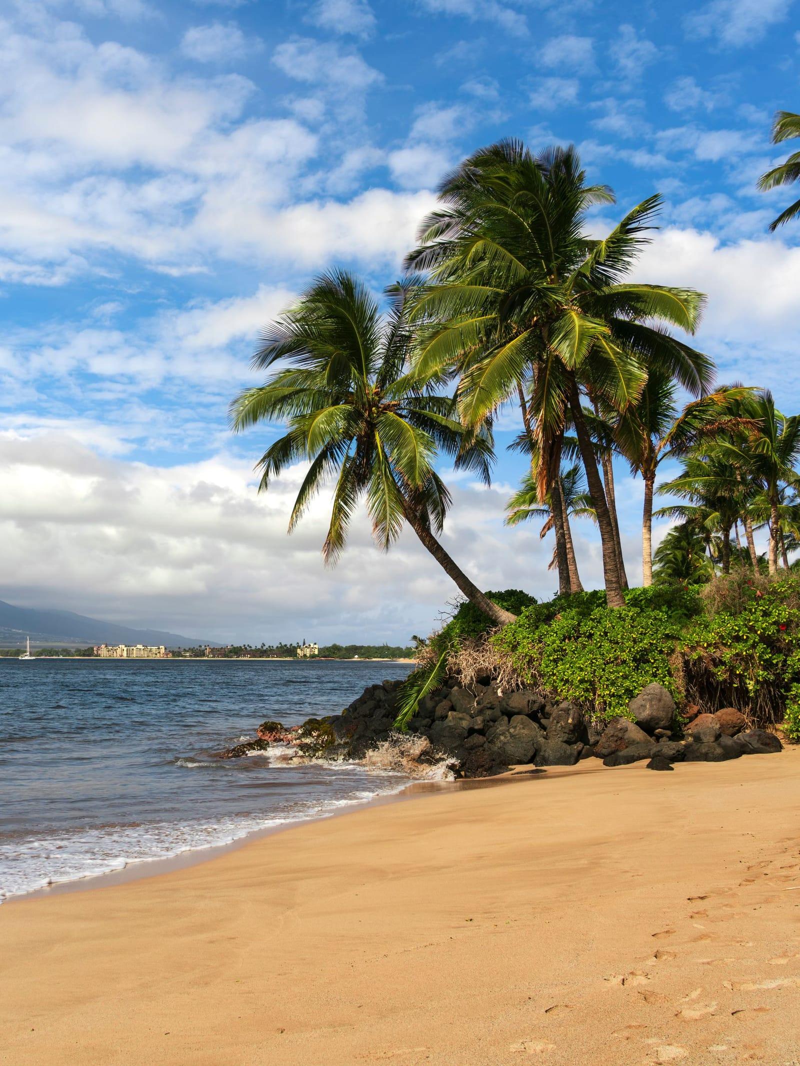 Palms leaning over a sandy beach in Kihei under a bright blue sky