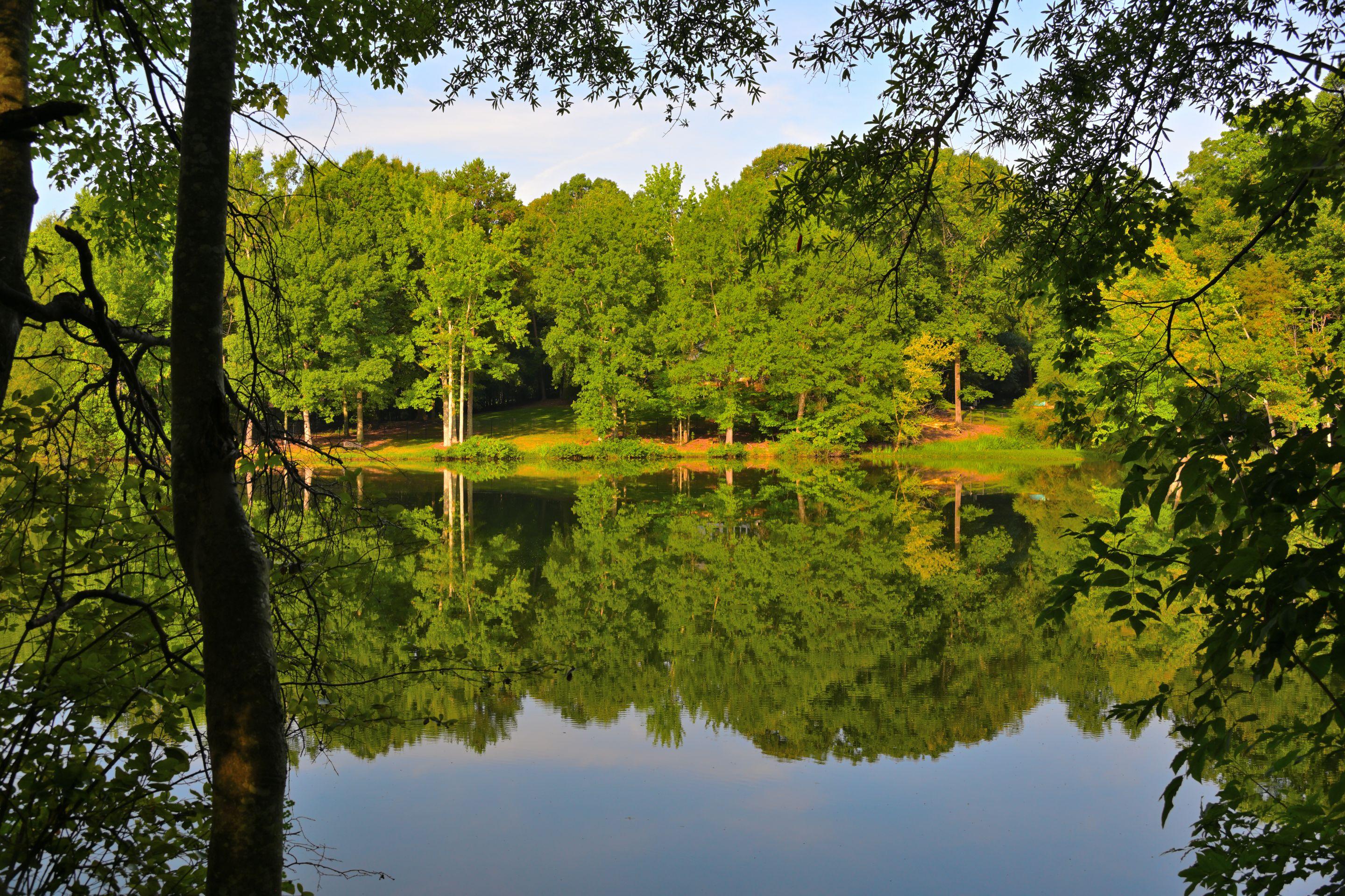 Bright green trees along a lake edge mirrored in still water under a blue sky