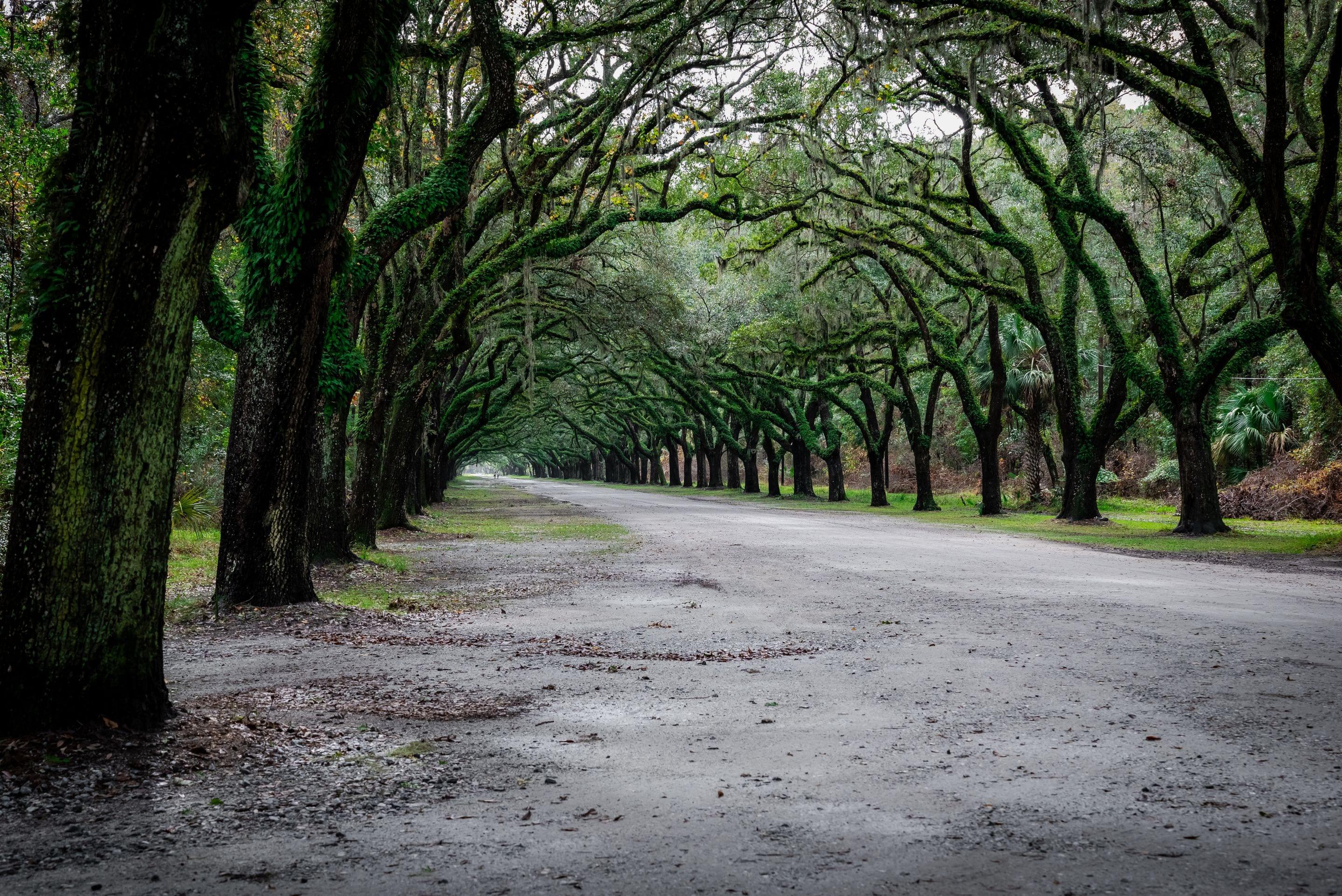 A long avenue of moss-hung live oaks arching over a pale road
