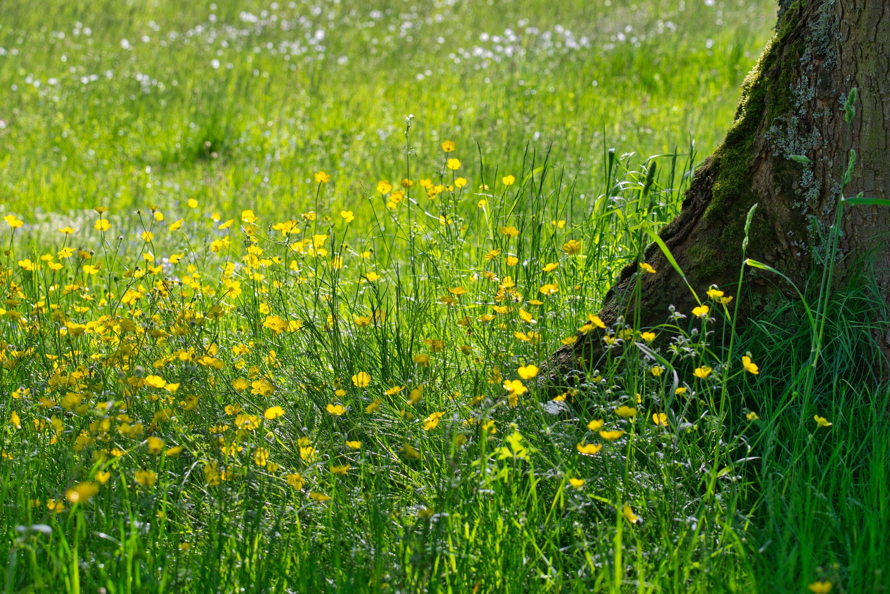 Yellow buttercups through bright green grass in full sunlight beside a tree trunk
