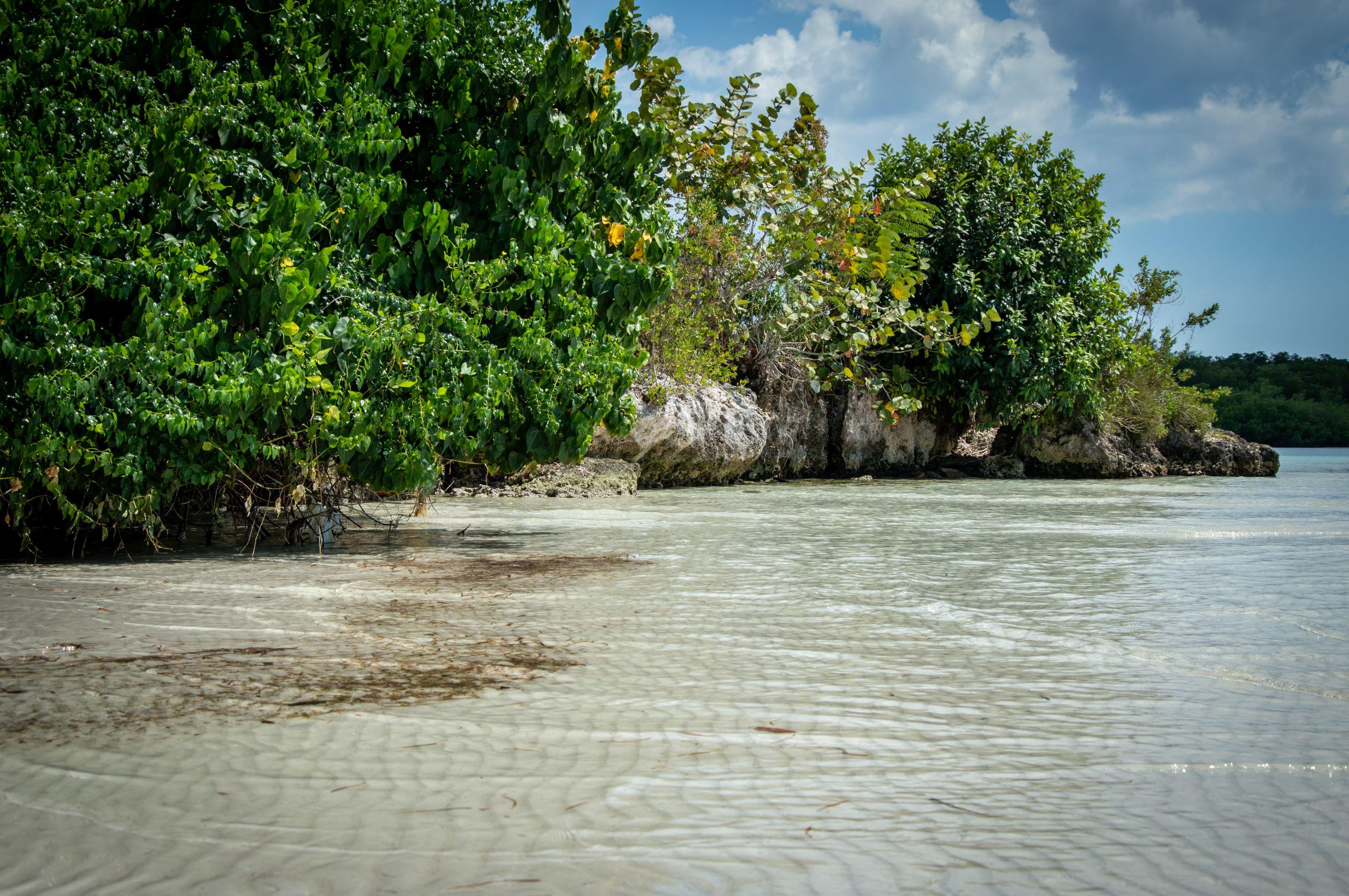 A green wooded shore meeting pale shallow water under a blue sky with cumulus