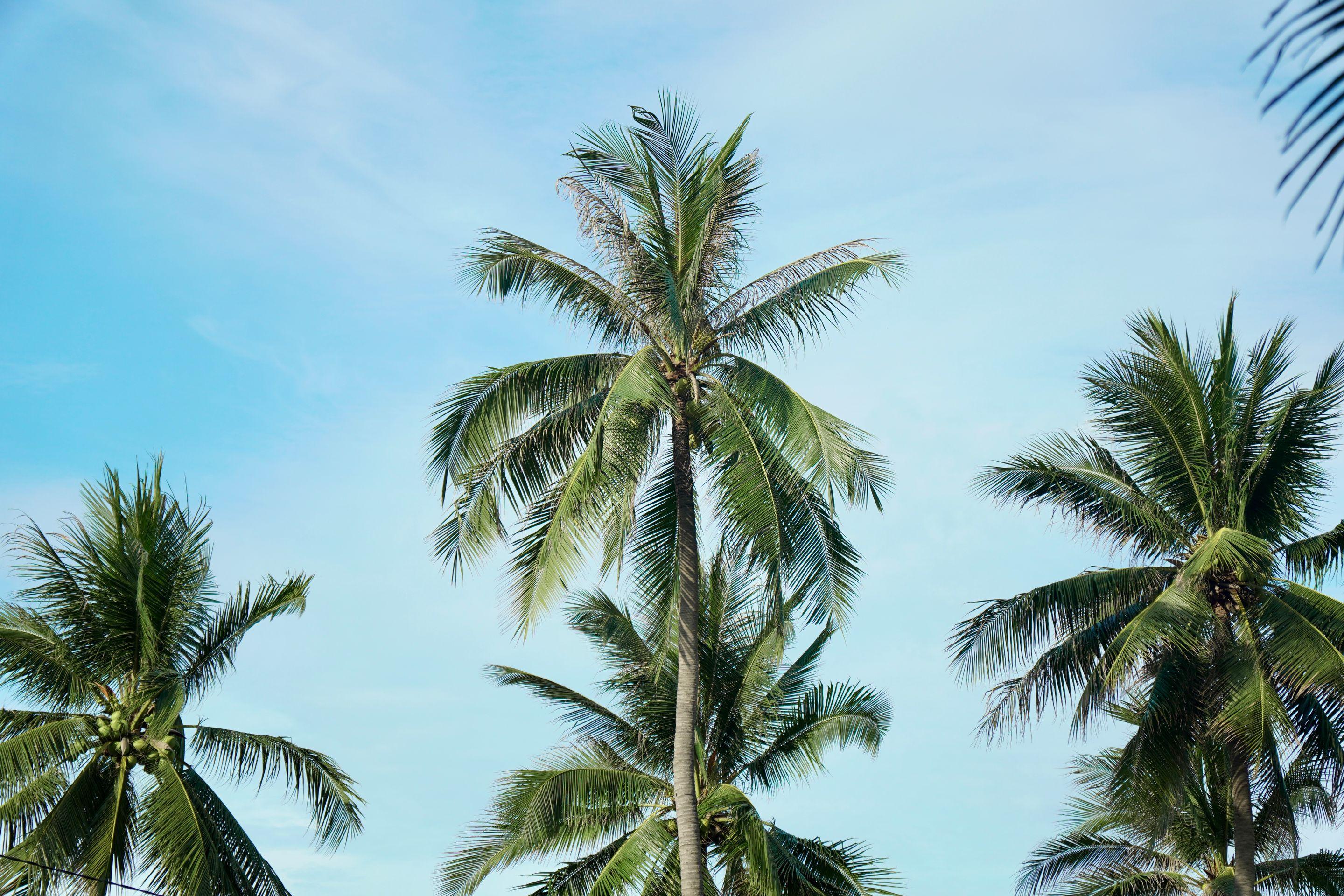 Coconut palms against a pale blue sky, their crowns lit from behind