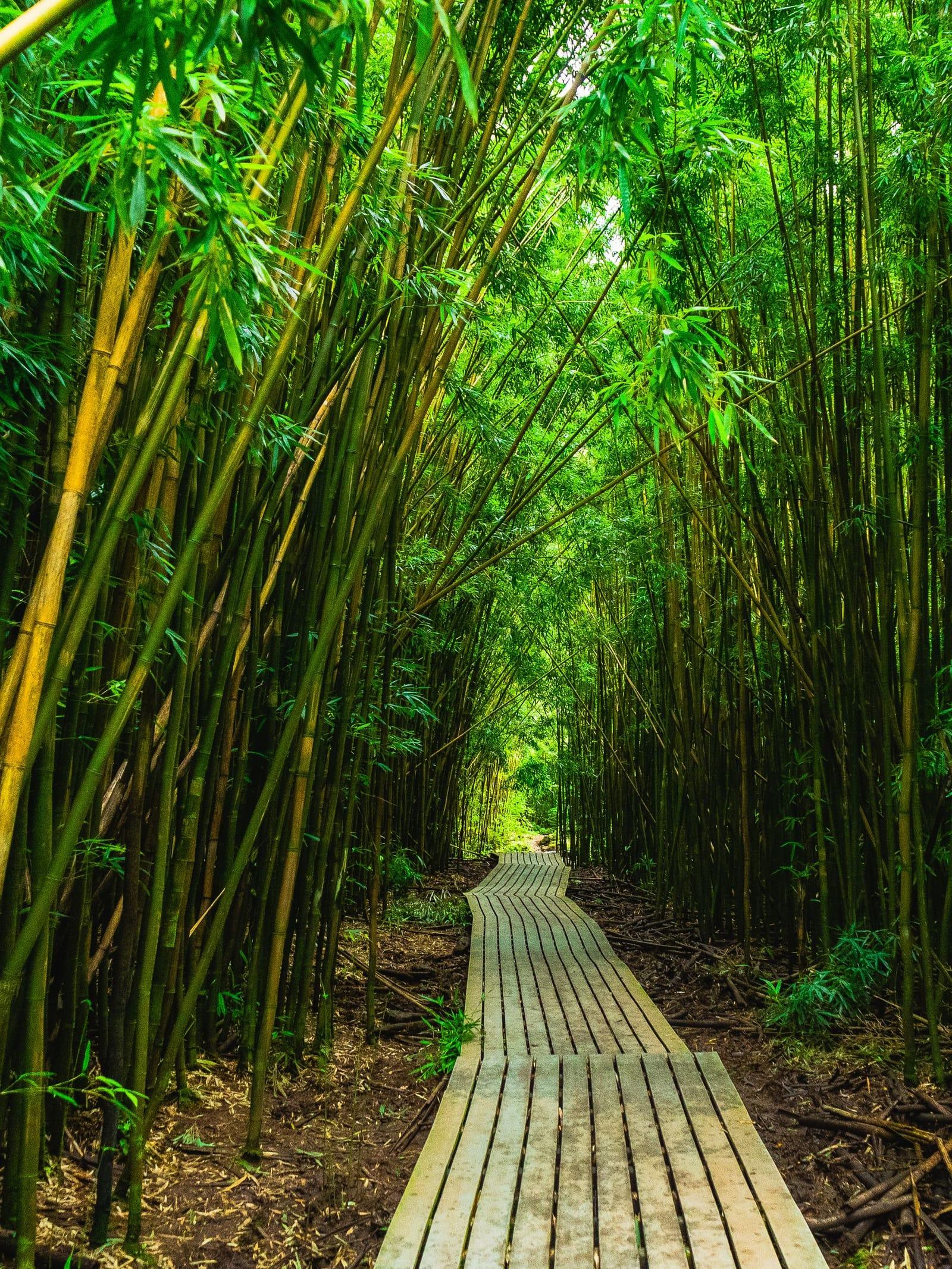 A wooden boardwalk through the bamboo forest on the Pipiwai Trail