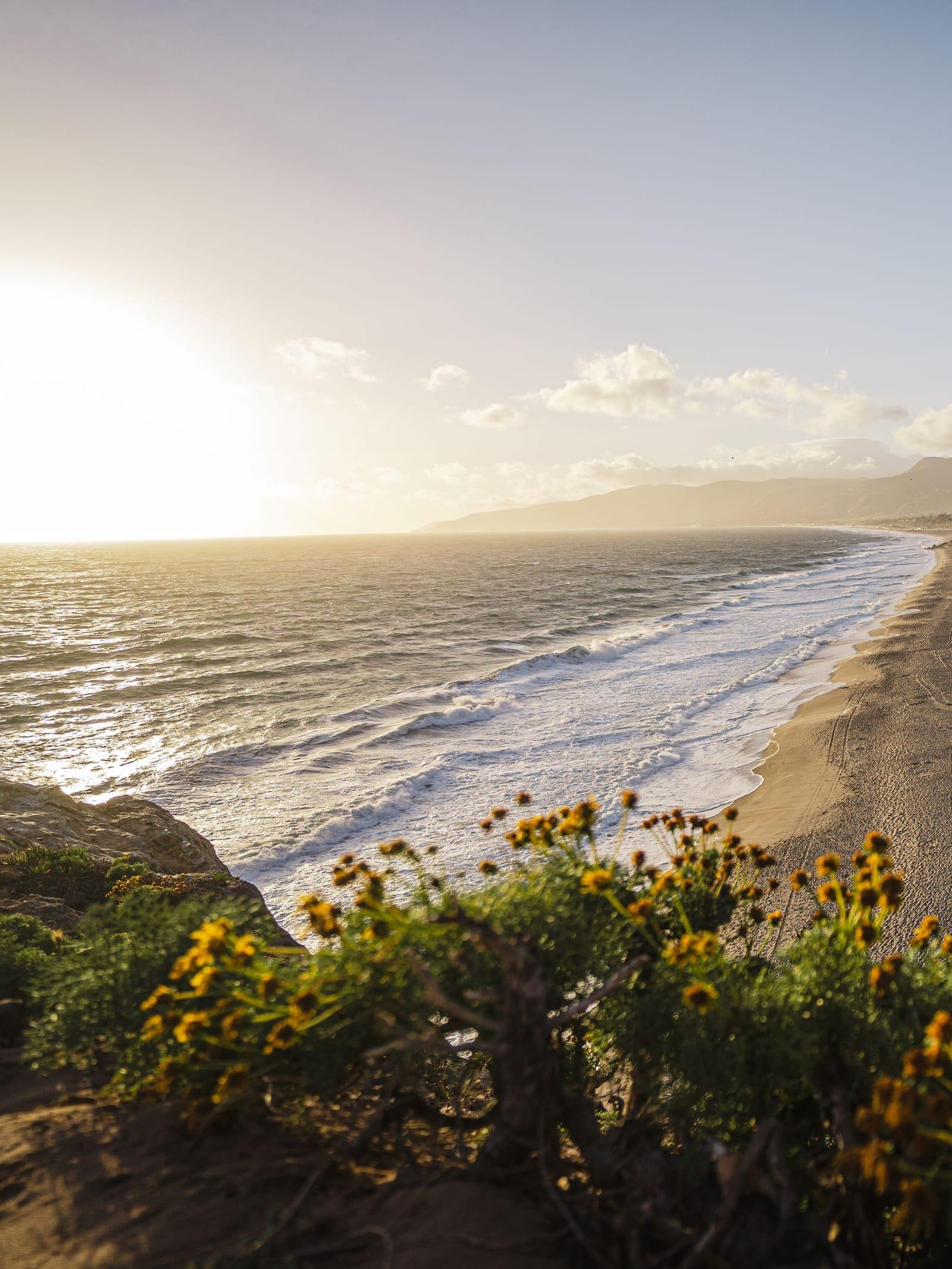 Yellow wildflowers on a bluff above the Malibu coast as the sun lowers