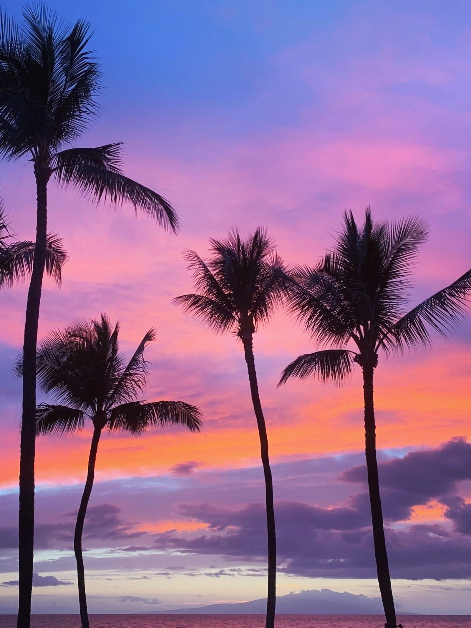 Palm trees silhouetted against a pink and violet sunset in Kihei