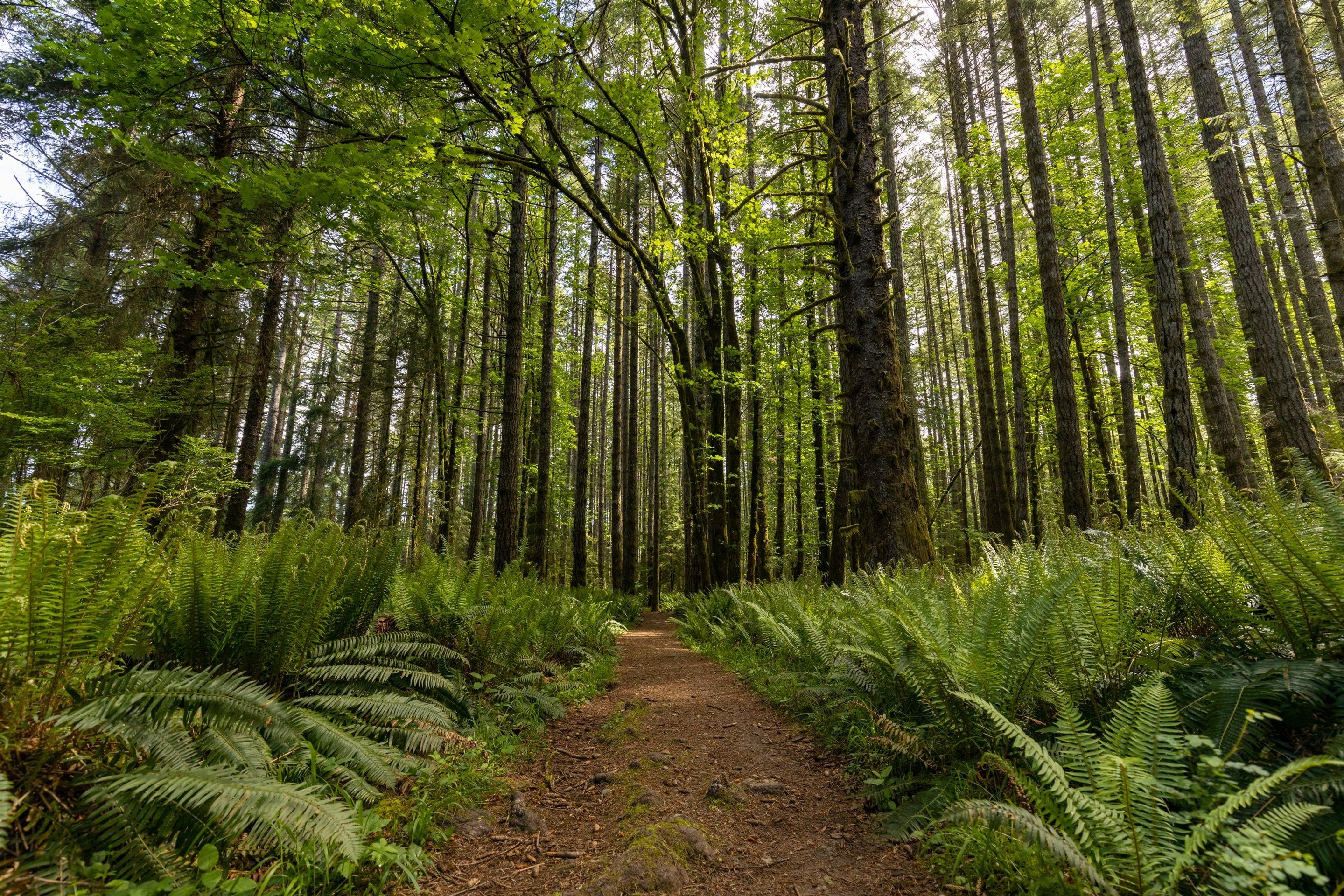 A narrow path through bright green ferns between tall straight trees