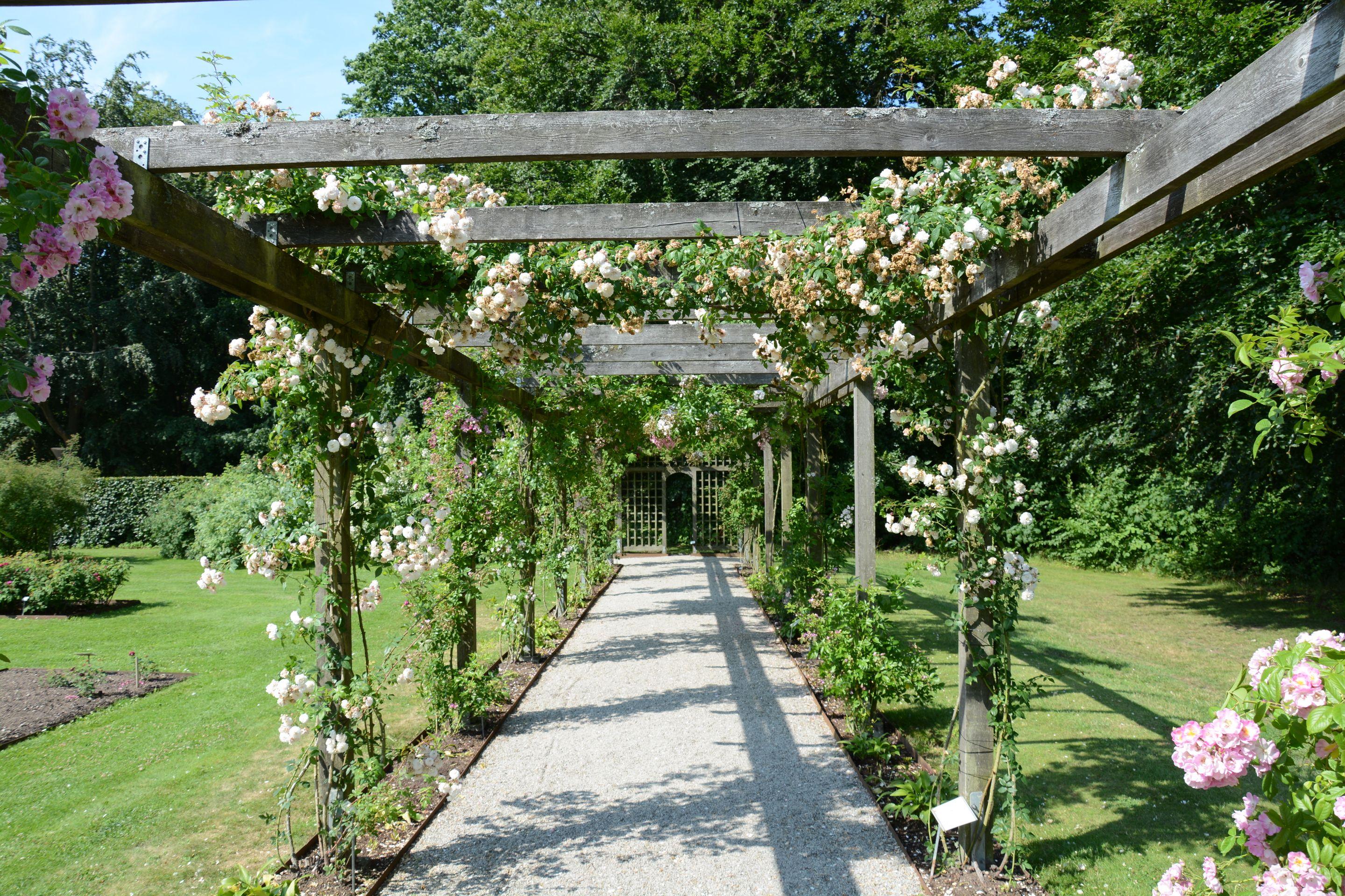 A gravel path running beneath a pergola of climbing white roses between green lawns