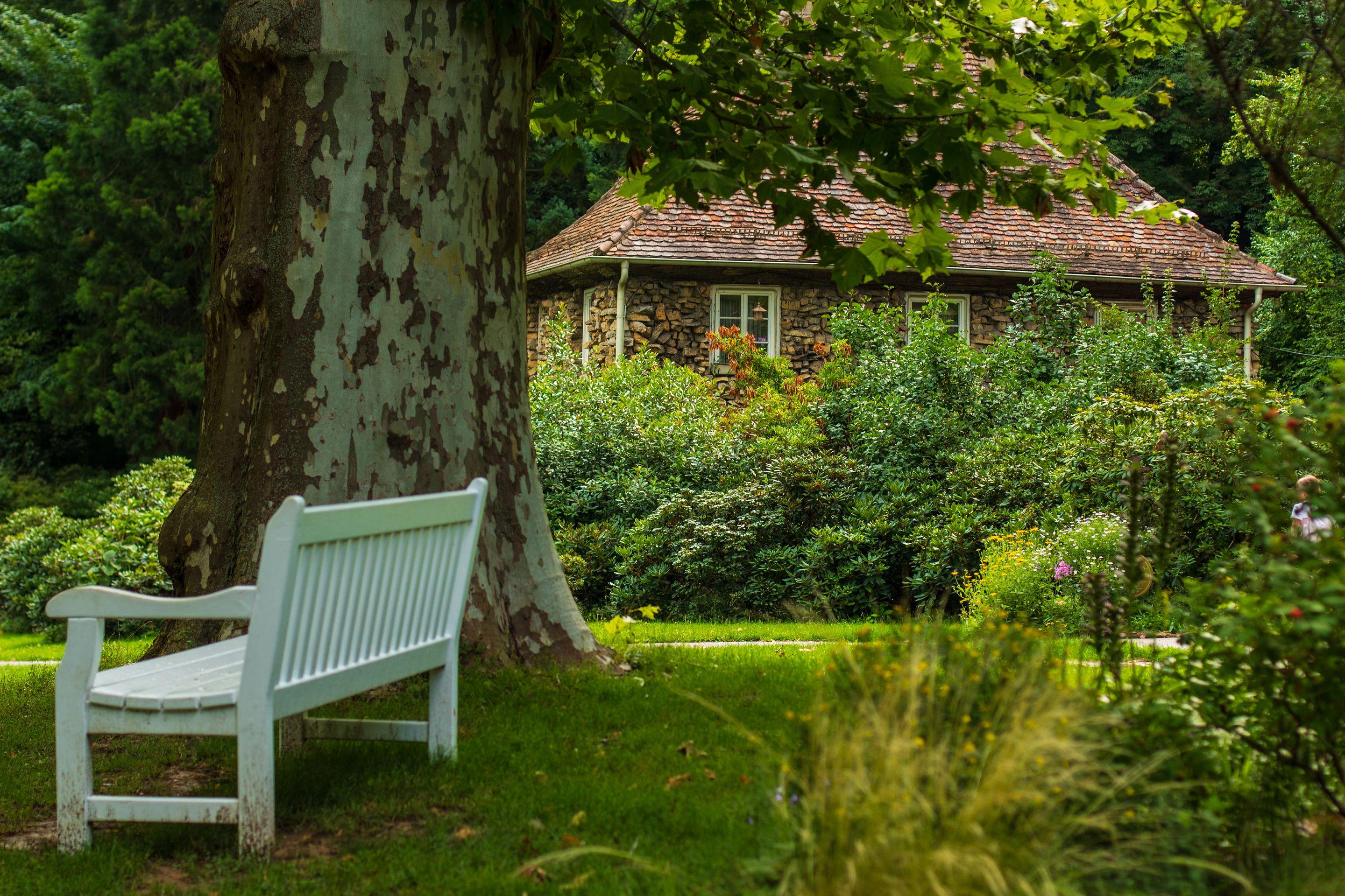 A white wooden bench beneath a large plane tree on a green lawn, a stone cottage behind