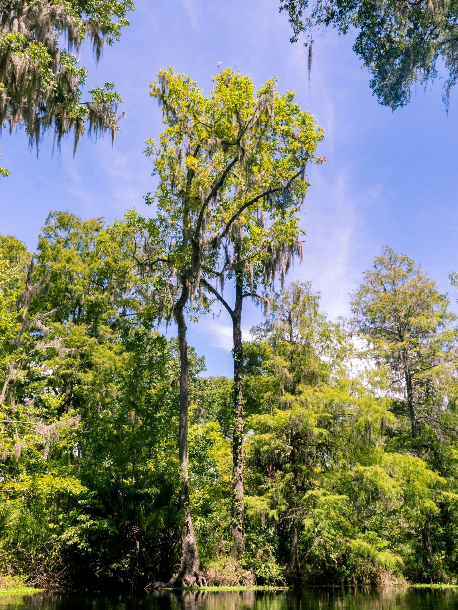 Tall cypress and green canopy along the Silver River under a blue sky
