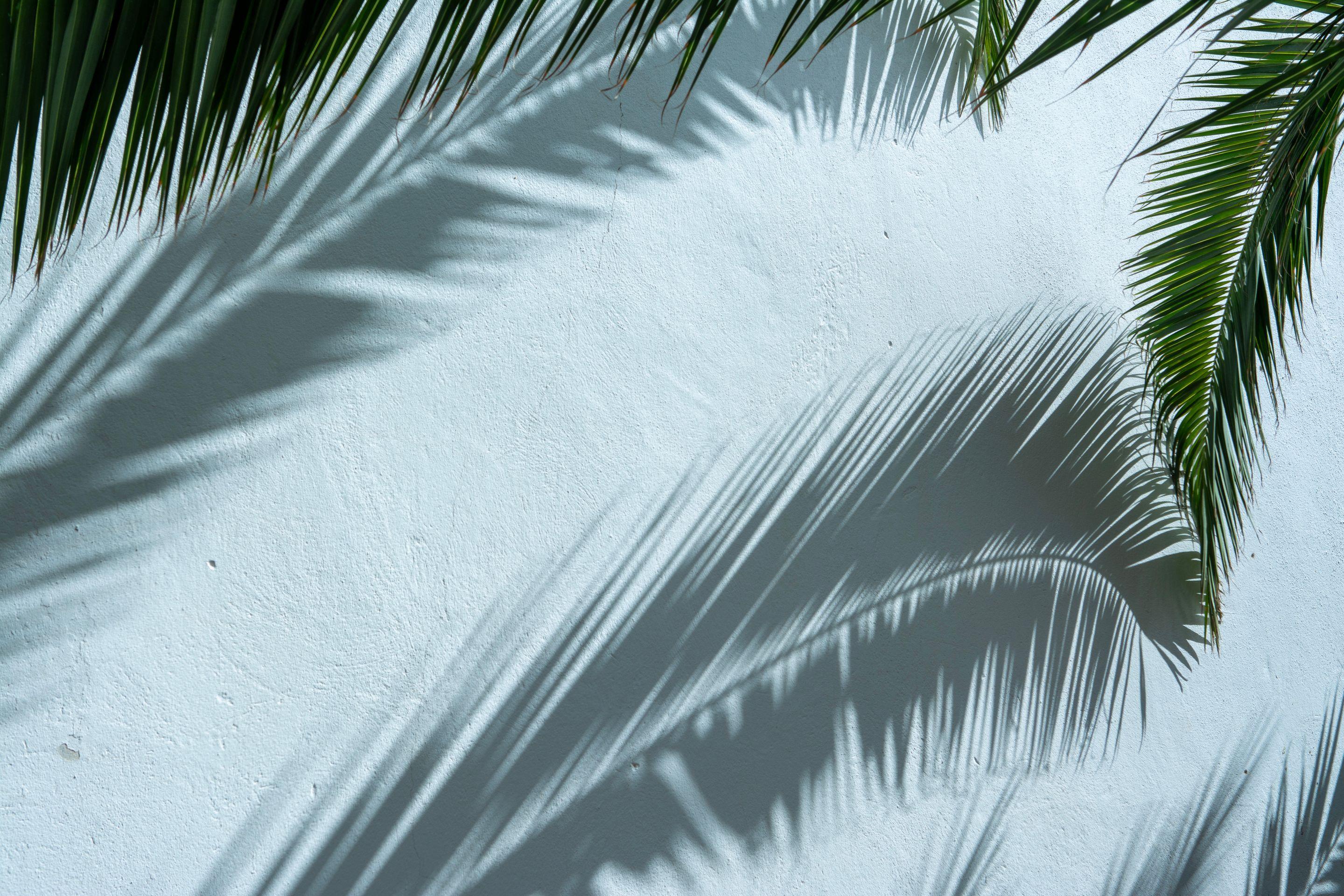 Green palm fronds and their shadow falling across a pale blue-white wall