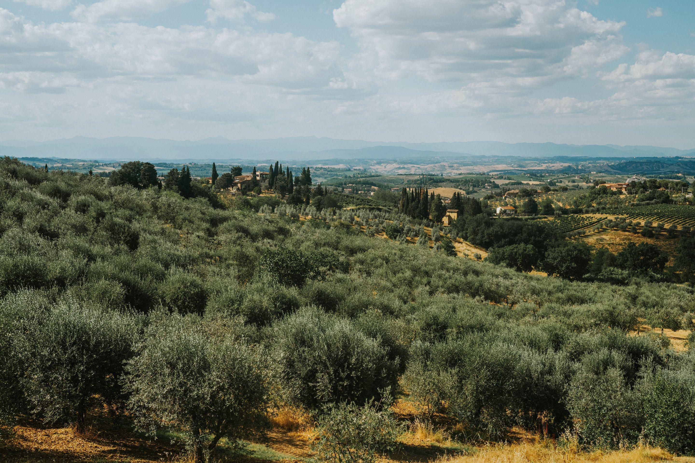 Rows of olive trees running along a hillside, a wide valley and soft sky beyond