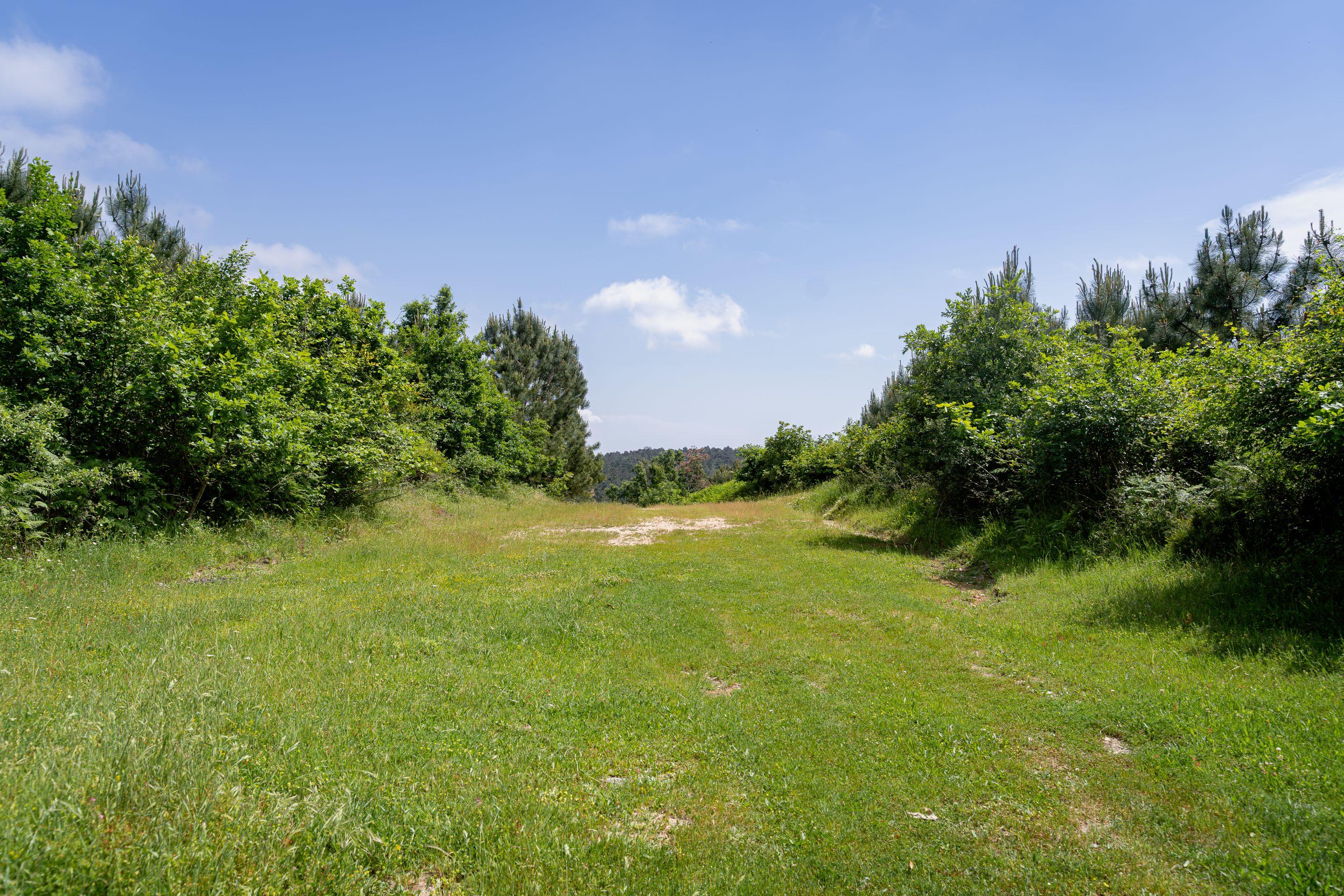 A broad green grass clearing between trees under a blue sky with white cloud