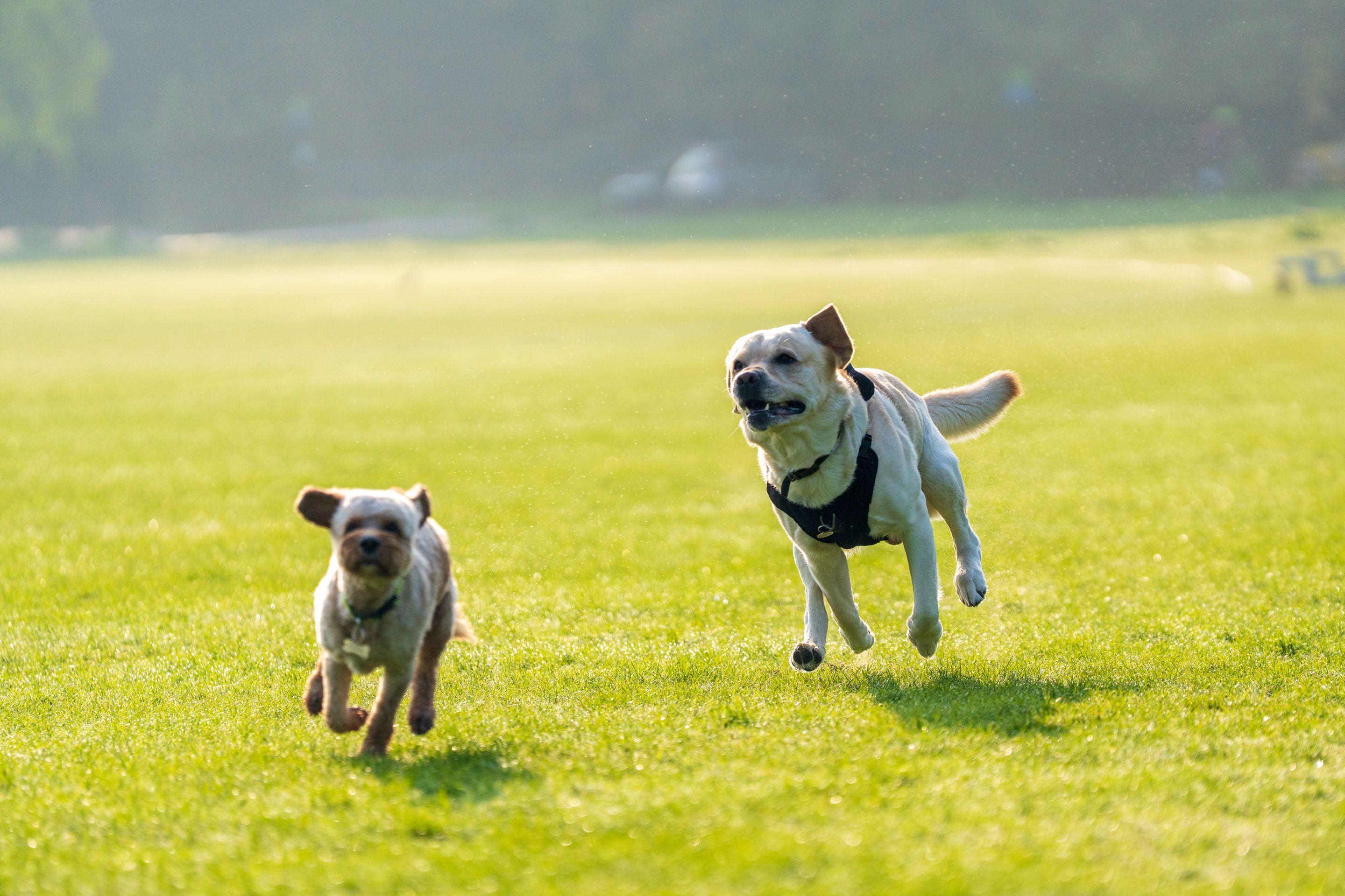 Two dogs running together across a wide sunlit green field