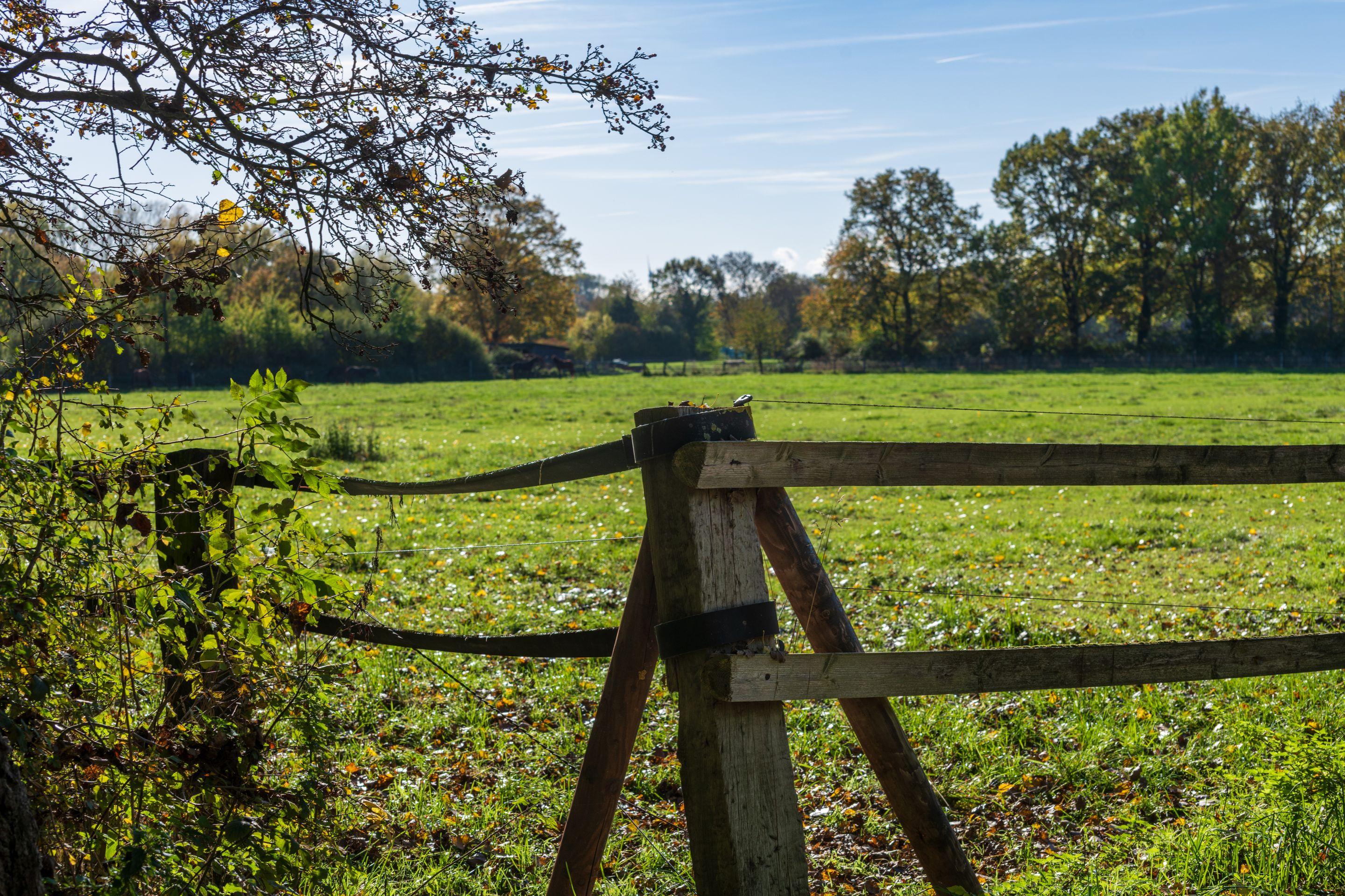 A wooden post-and-rail fence along a bright green meadow, trees and blue sky beyond