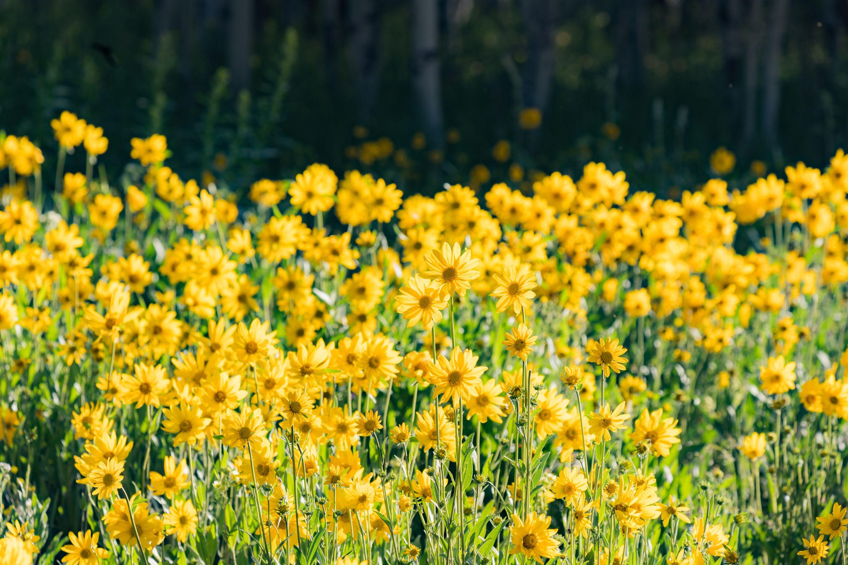 A dense field of yellow wildflowers in full sun with a line of trees behind