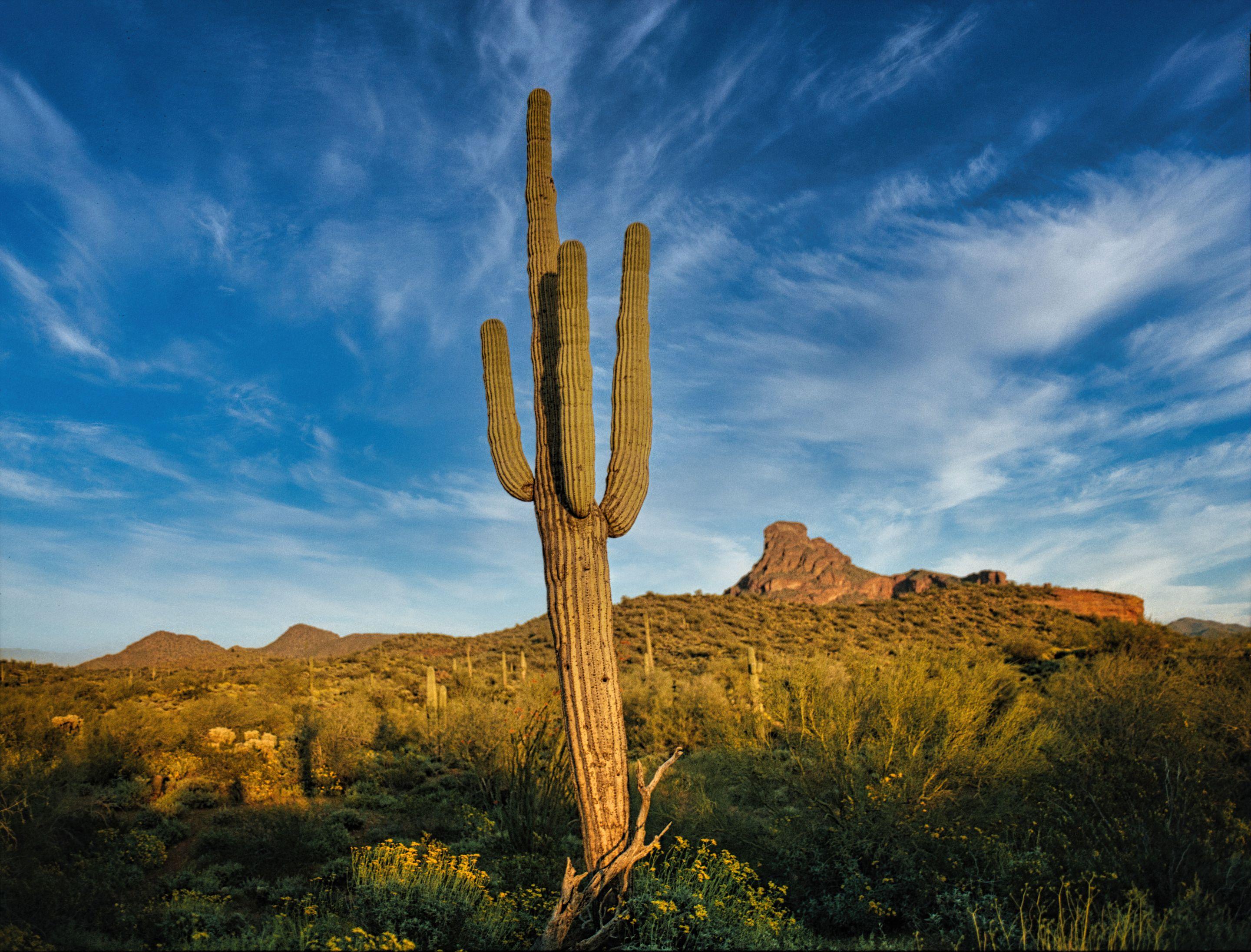A single saguaro cactus against a deep blue sky streaked with cloud, desert scrub and a mesa behind