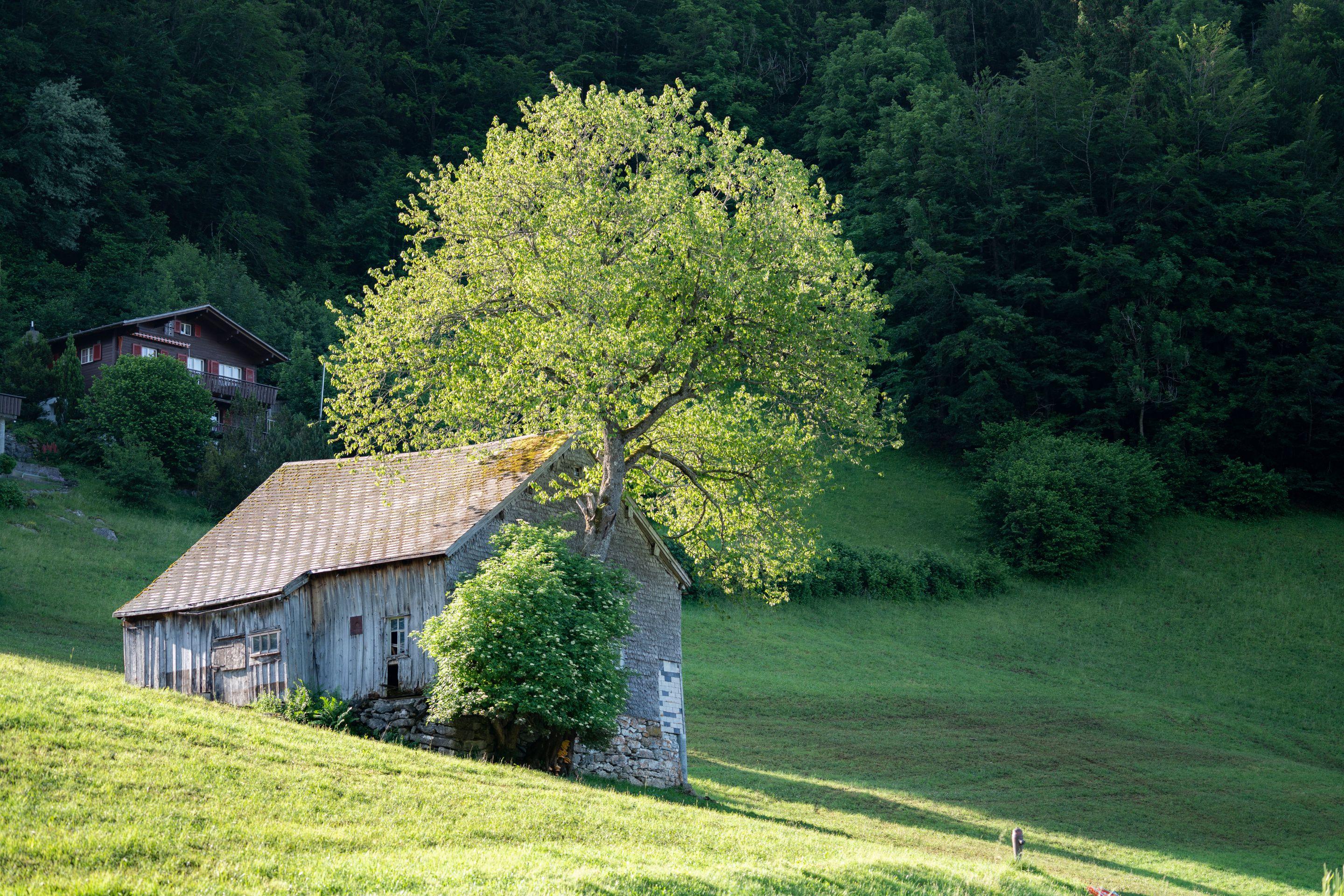 A single stone house and one broad tree on a green slope, woodland behind