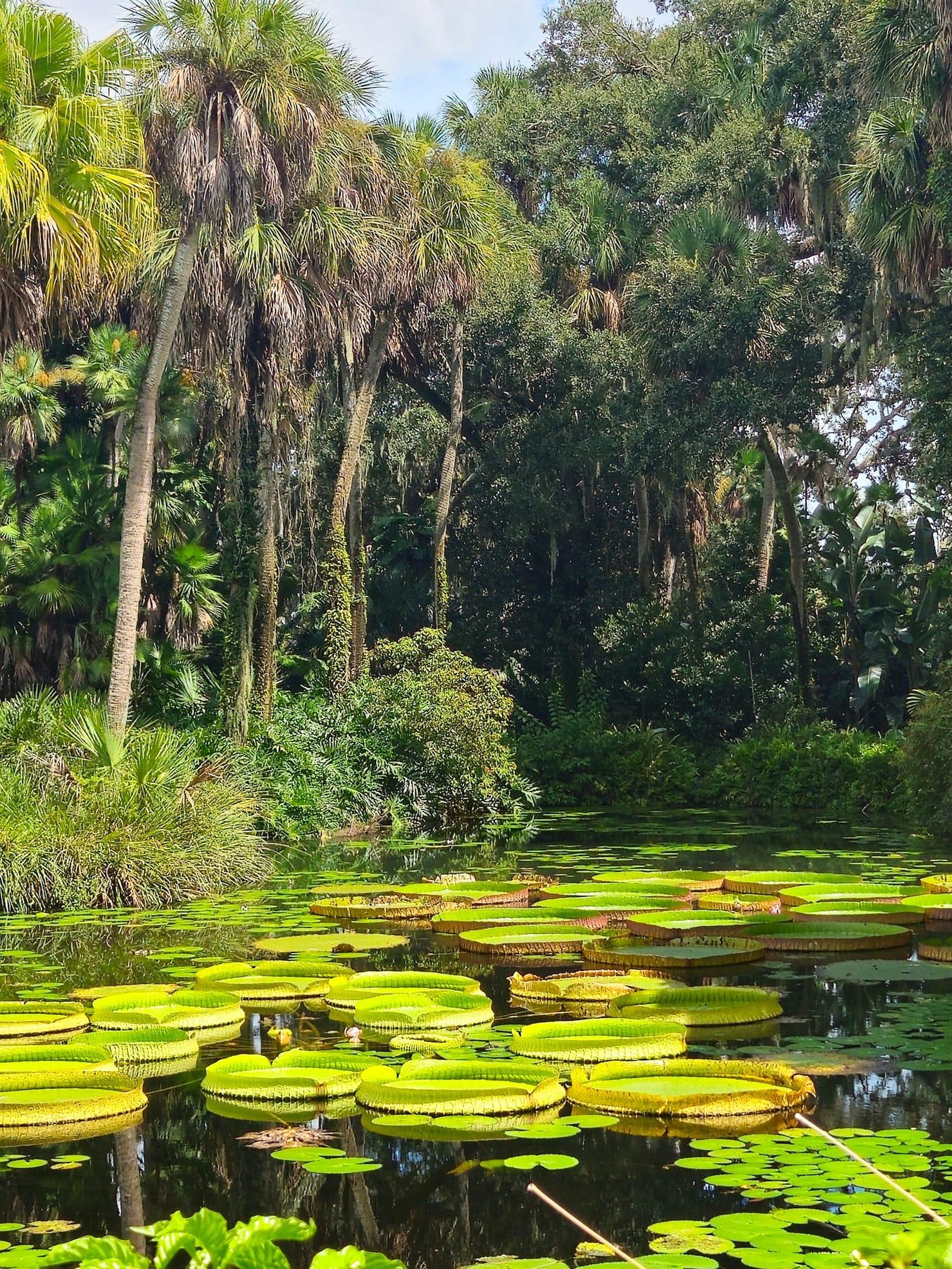 Lily pads and palms along a quiet wetland in Florida's lake country