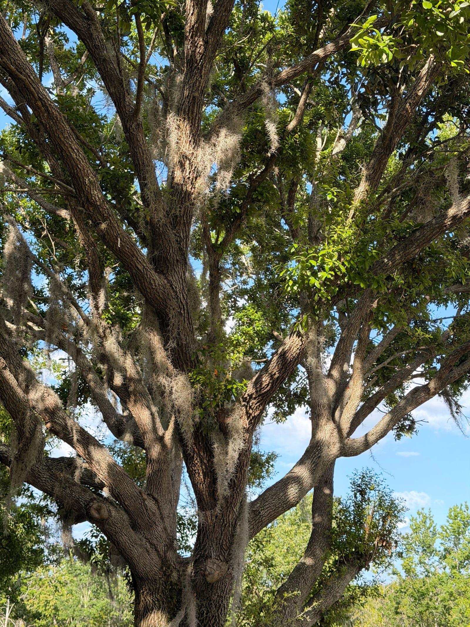 A broad oak hung with Spanish moss against a bright summer sky