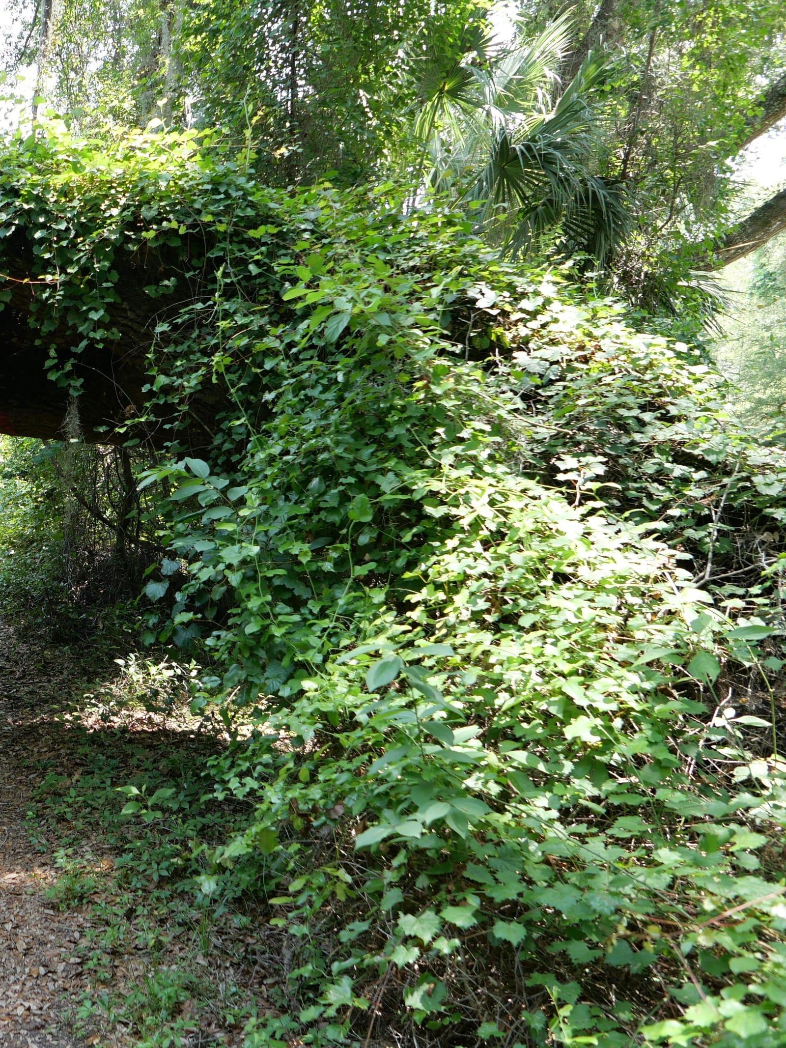 A green trail passing under a fallen tree that forms a natural arch