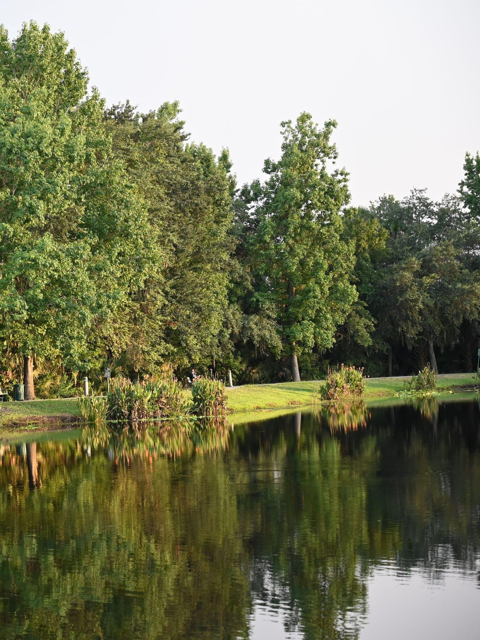 Green trees reflected in a still lake