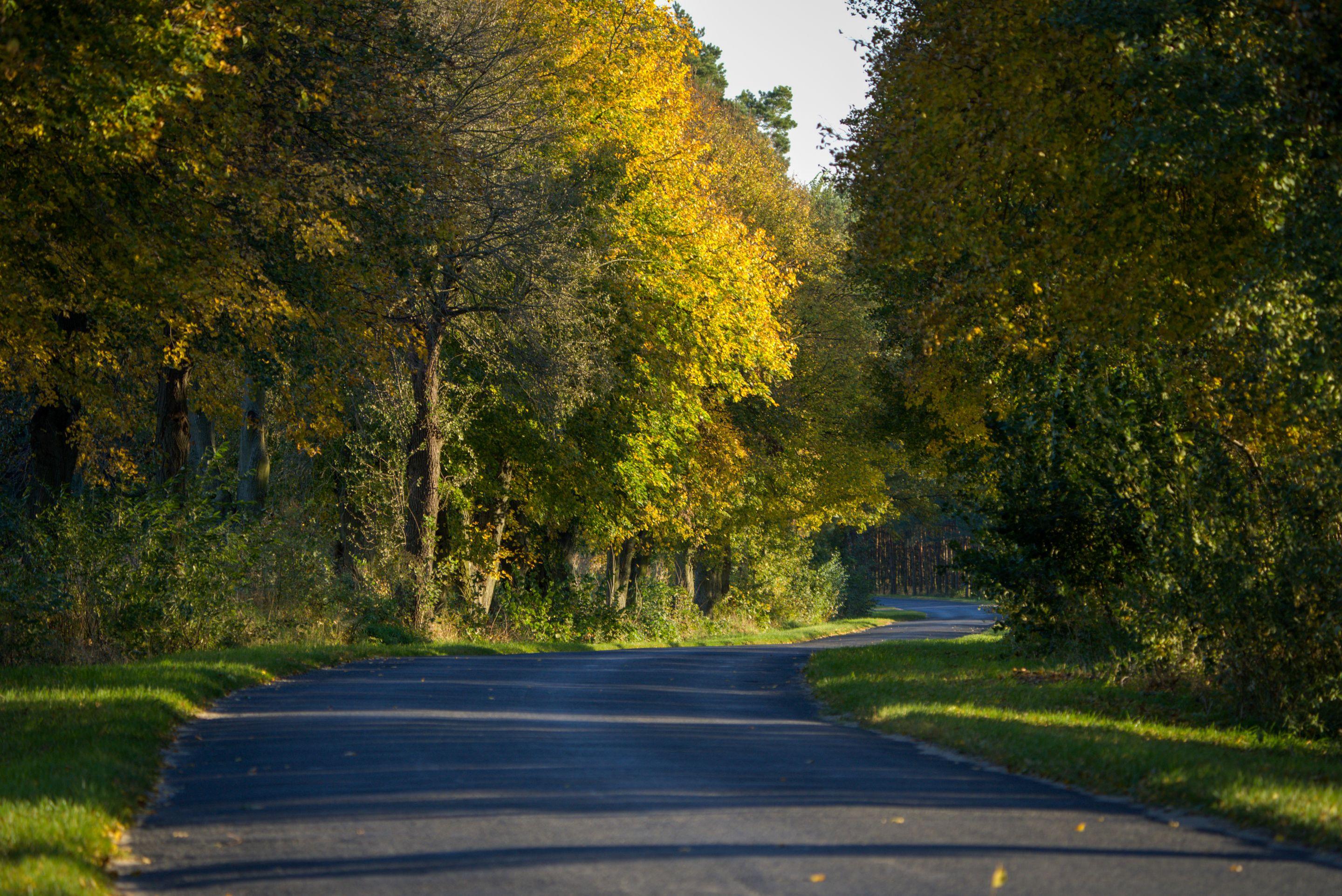 A country road curving away between trees turning gold, under an open blue sky