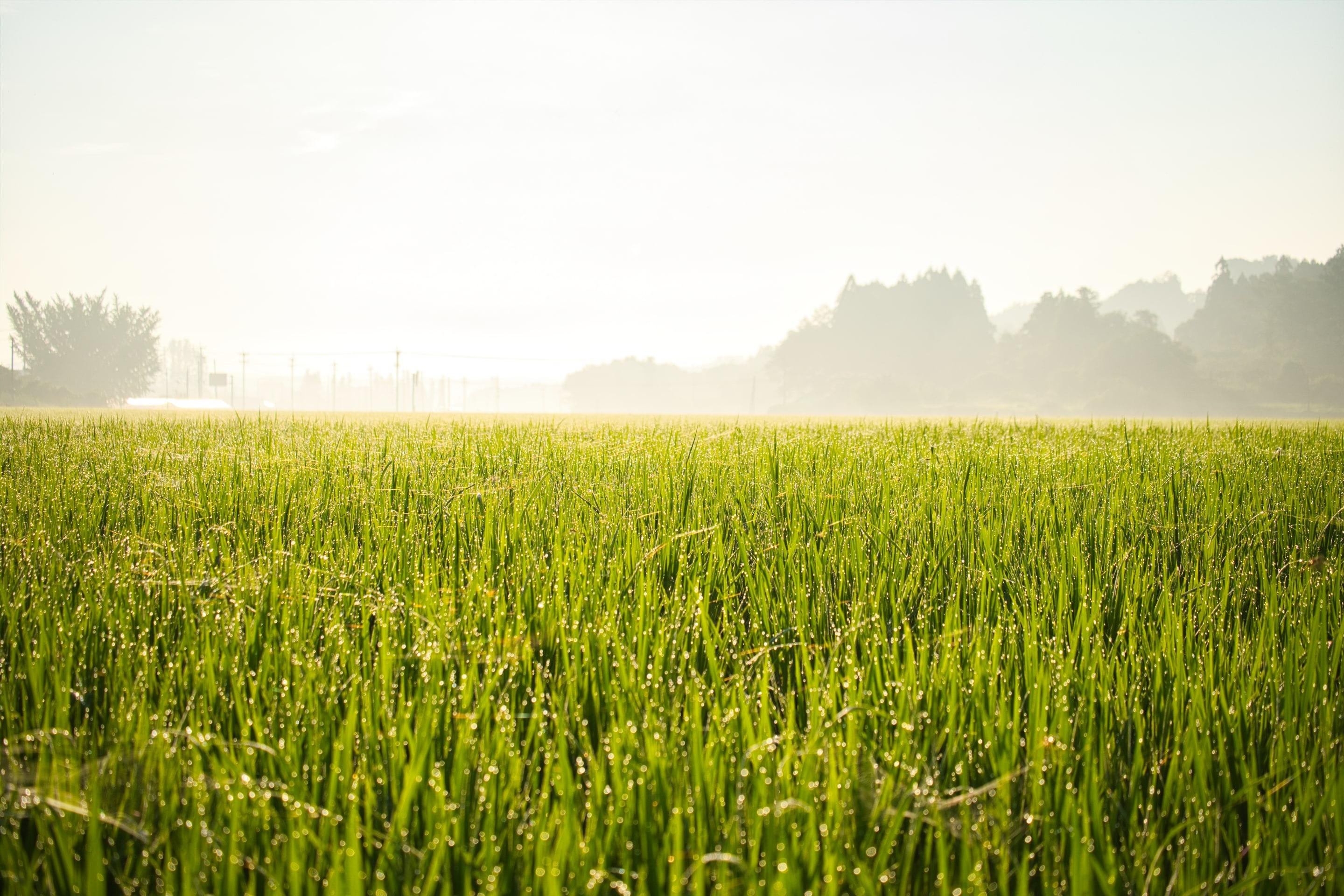 A bright green field of young rice heavy with dew, a line of trees on the horizon under a pale hazy sky