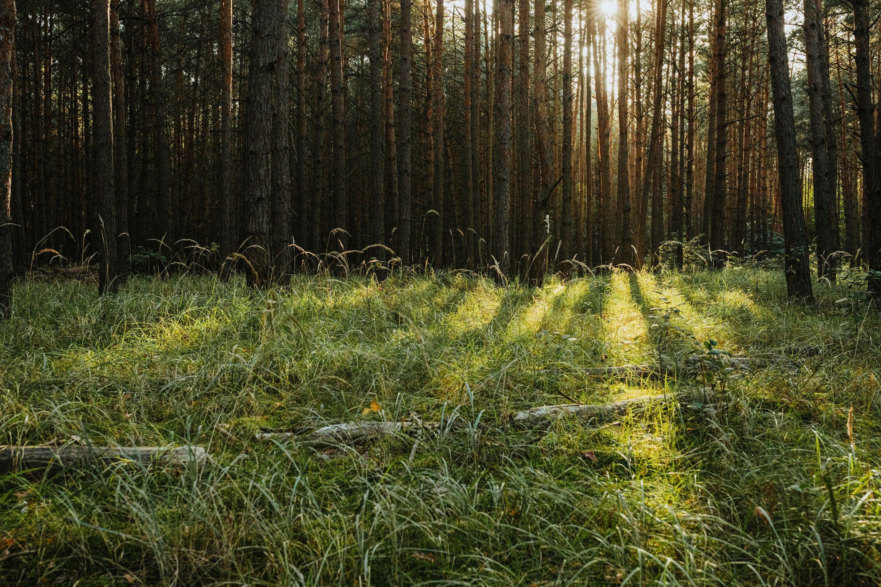 Low sunlight raking across grass and fallen needles between the trunks of a pine wood