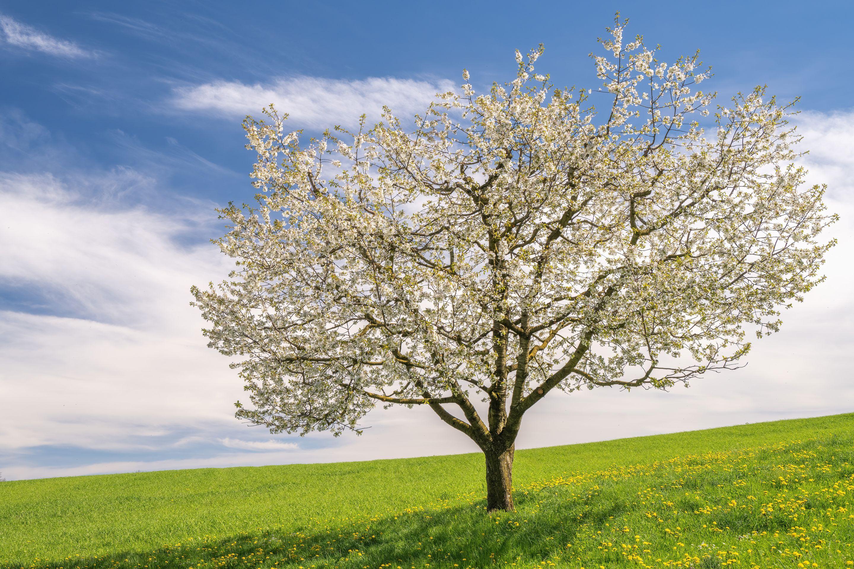 A single tree in full white blossom standing in a green meadow scattered with yellow wildflowers, under a blue sky