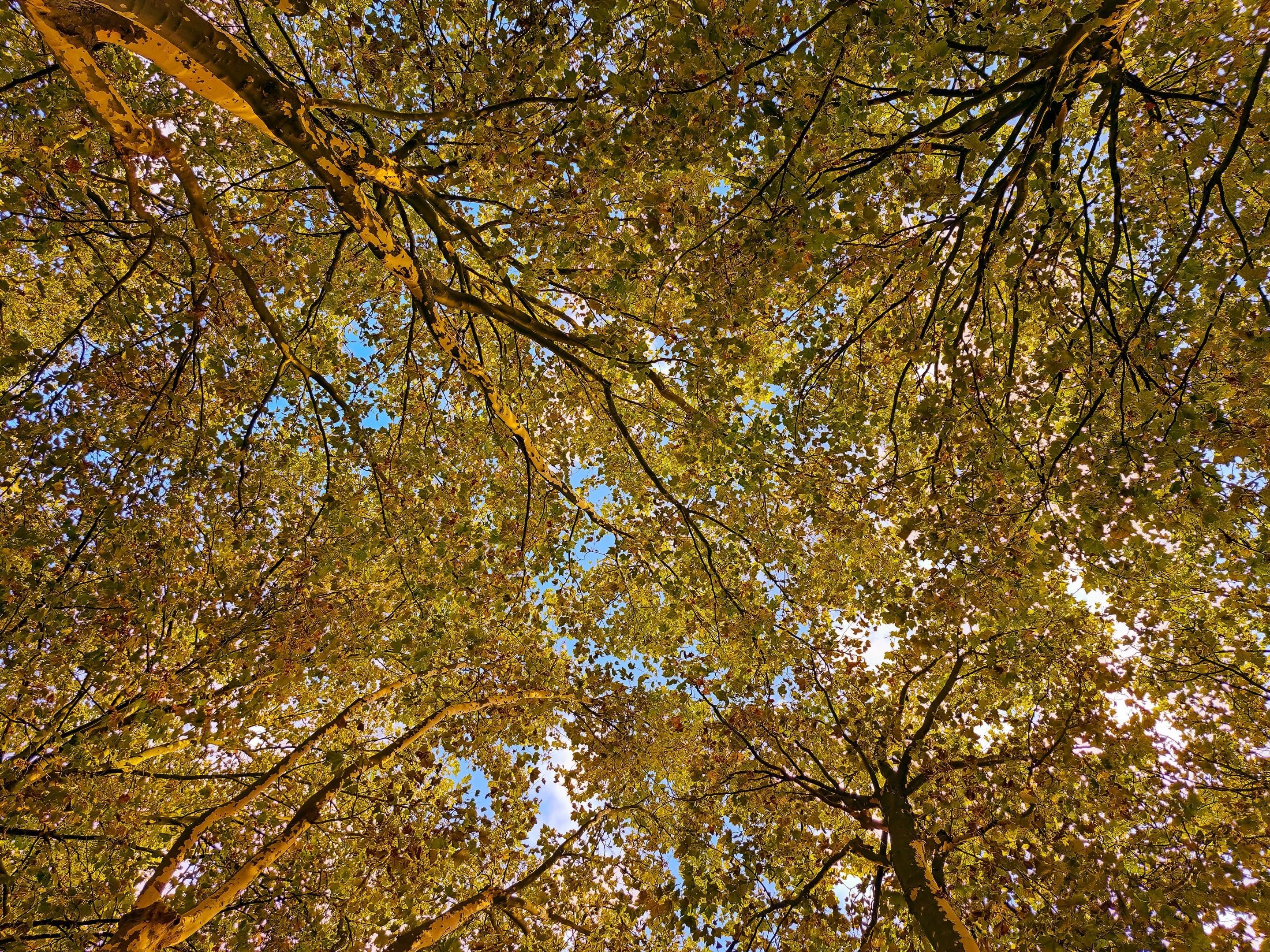 Looking up through a green and gold canopy to patches of blue sky